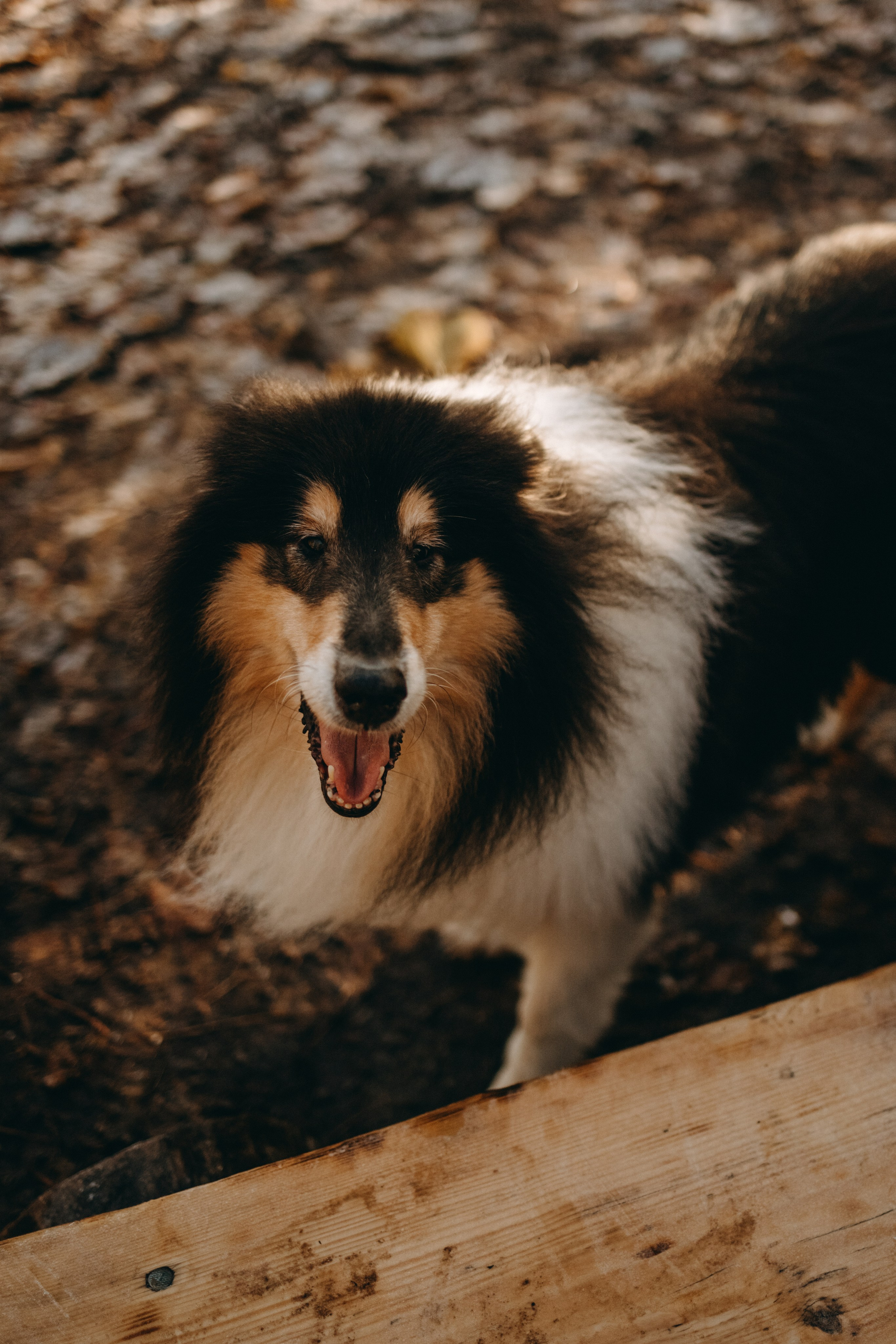 Ия и Барт. Фотограф — Анималист | Санкт-Петербург