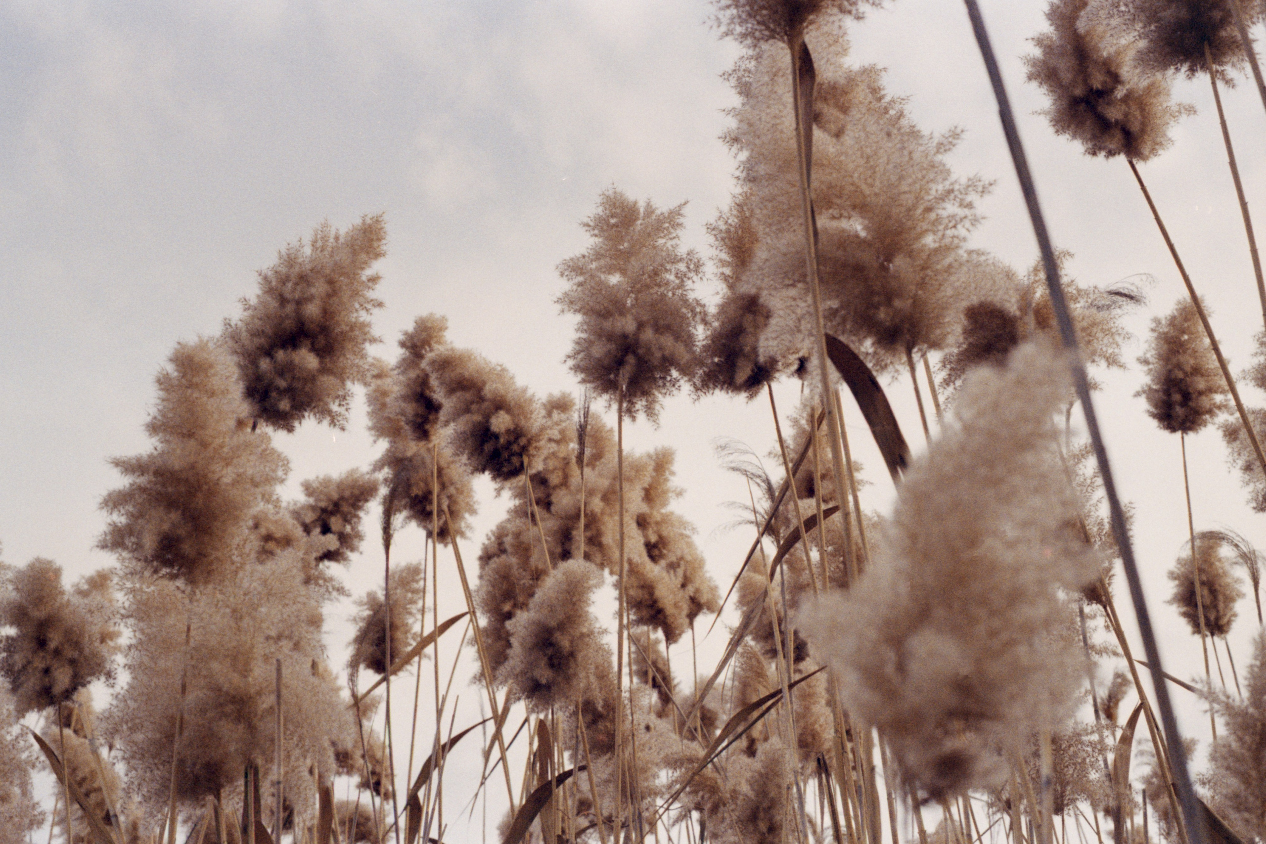 Пленочная история. Дмитрий Пропадалин, Нейрофотография