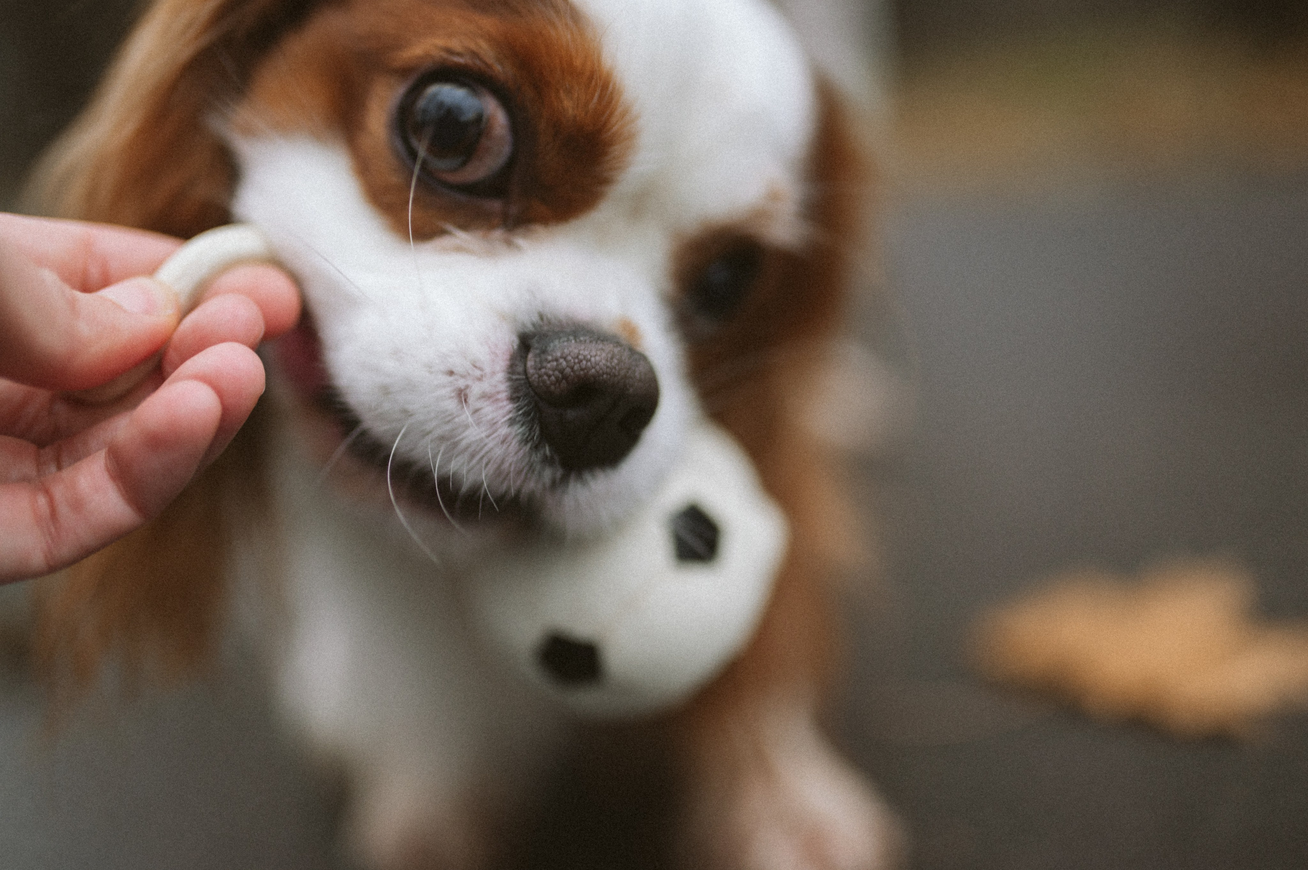 Настя и Тэйлор. Фотограф анималист в Москве Ольга Агушева