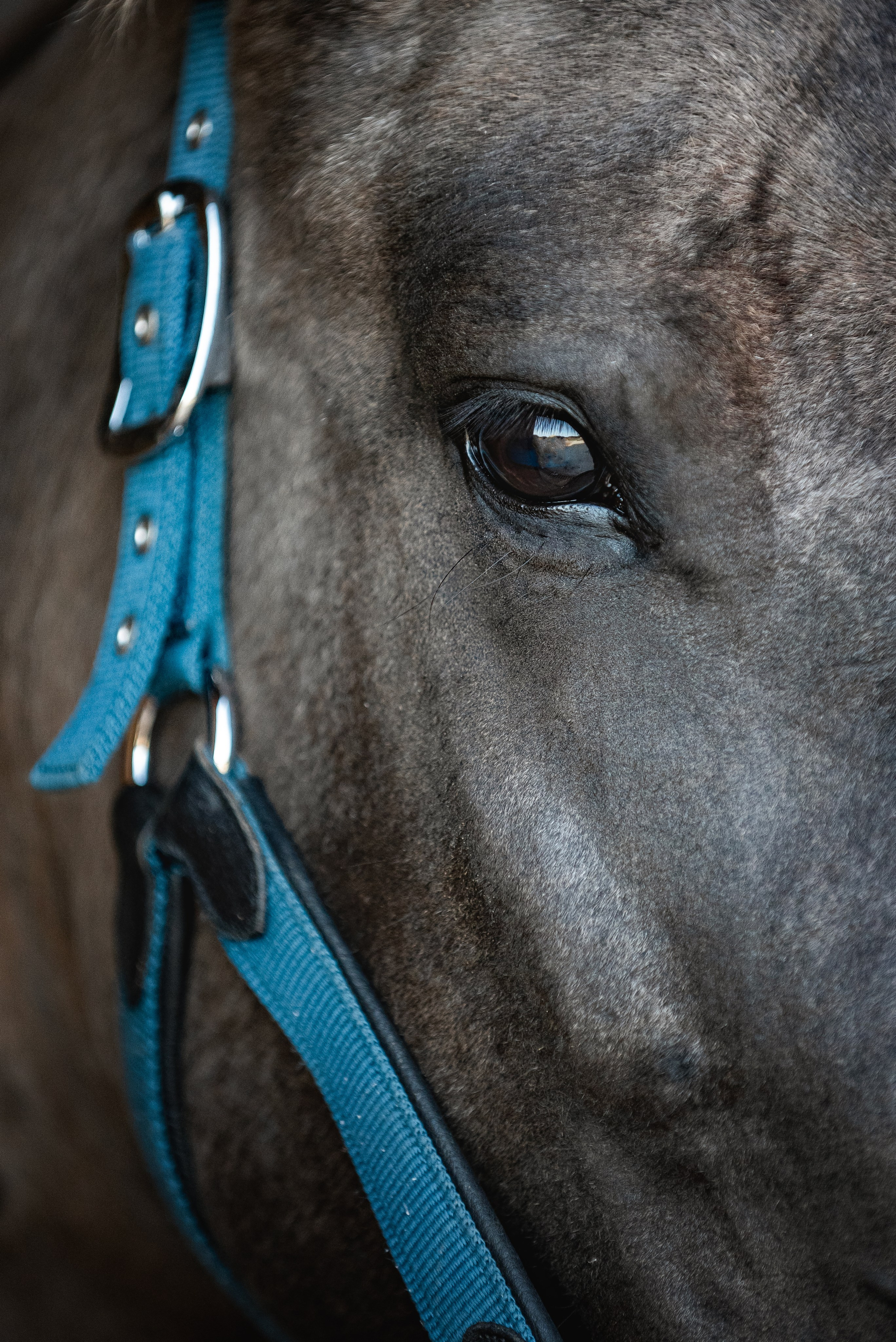 Катя SedlaMSK и Кася с Габи. Конный фотограф Куракина Дарья • Фотосессии с лошадьми