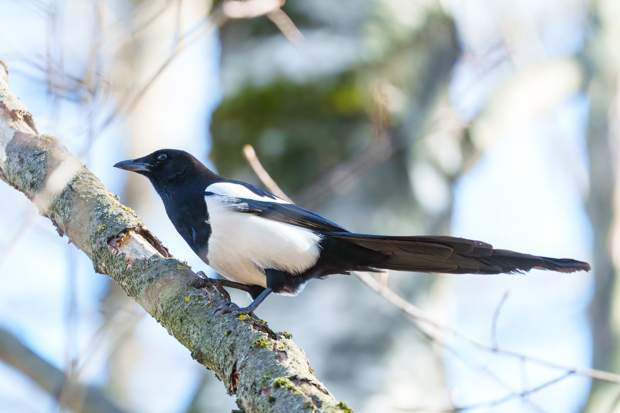 Удивительные мир птиц. Вокруг нас столько прекрасного — присмотритесь!. Ваш личный фотограф Марина Волкова