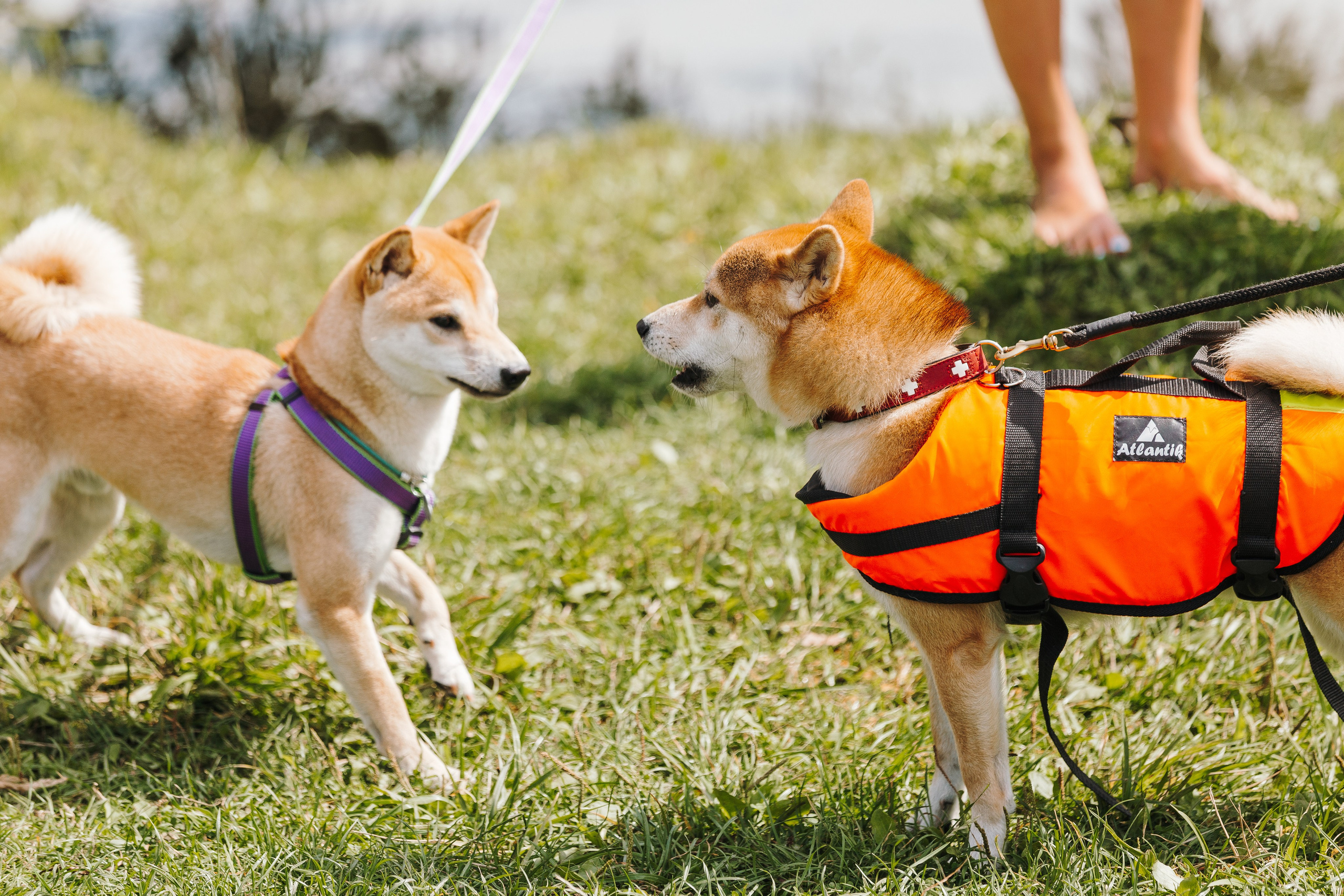 Petshop Sup day. Фотограф анималист Кристина Карпова, Москва