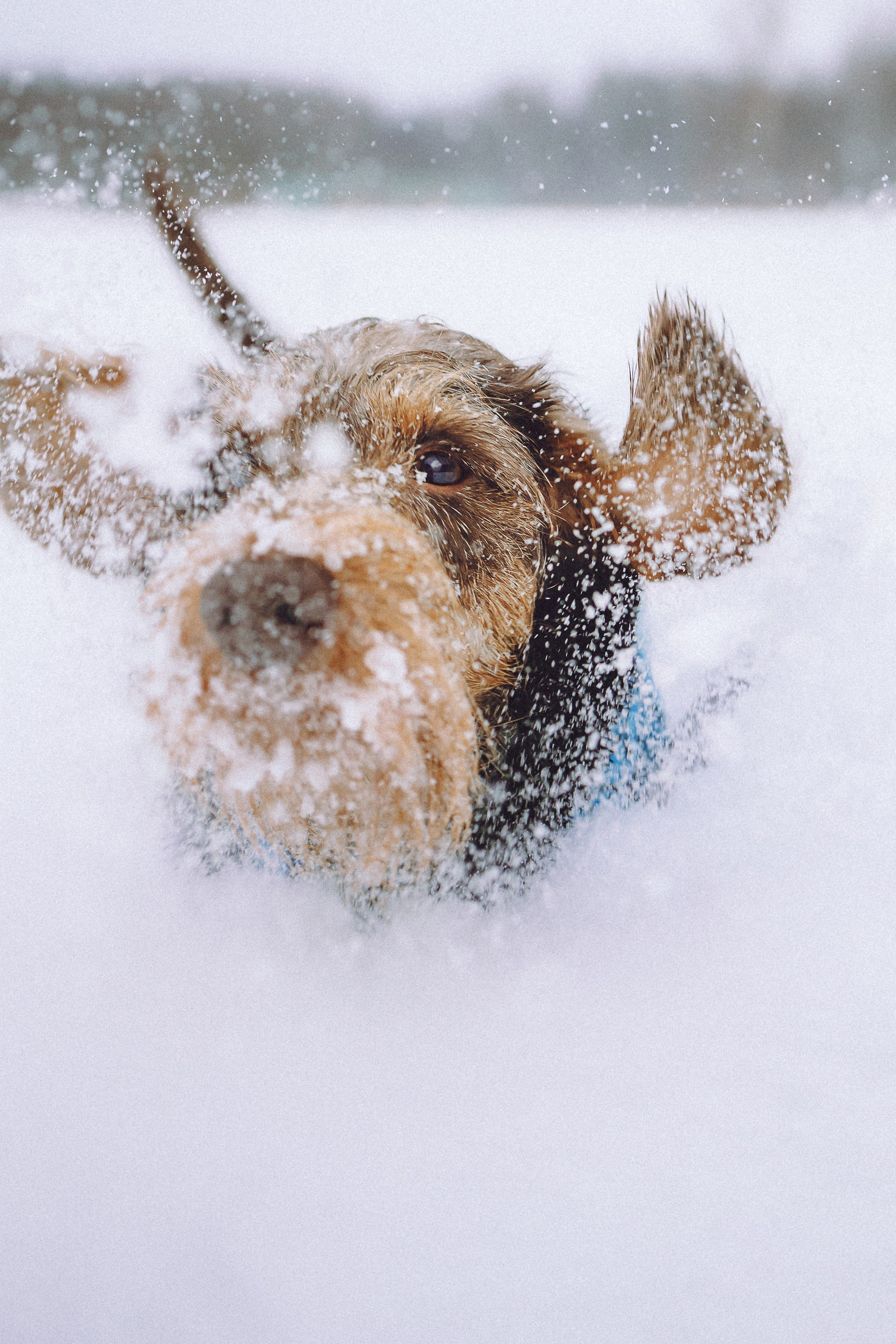 Каспер и его семья