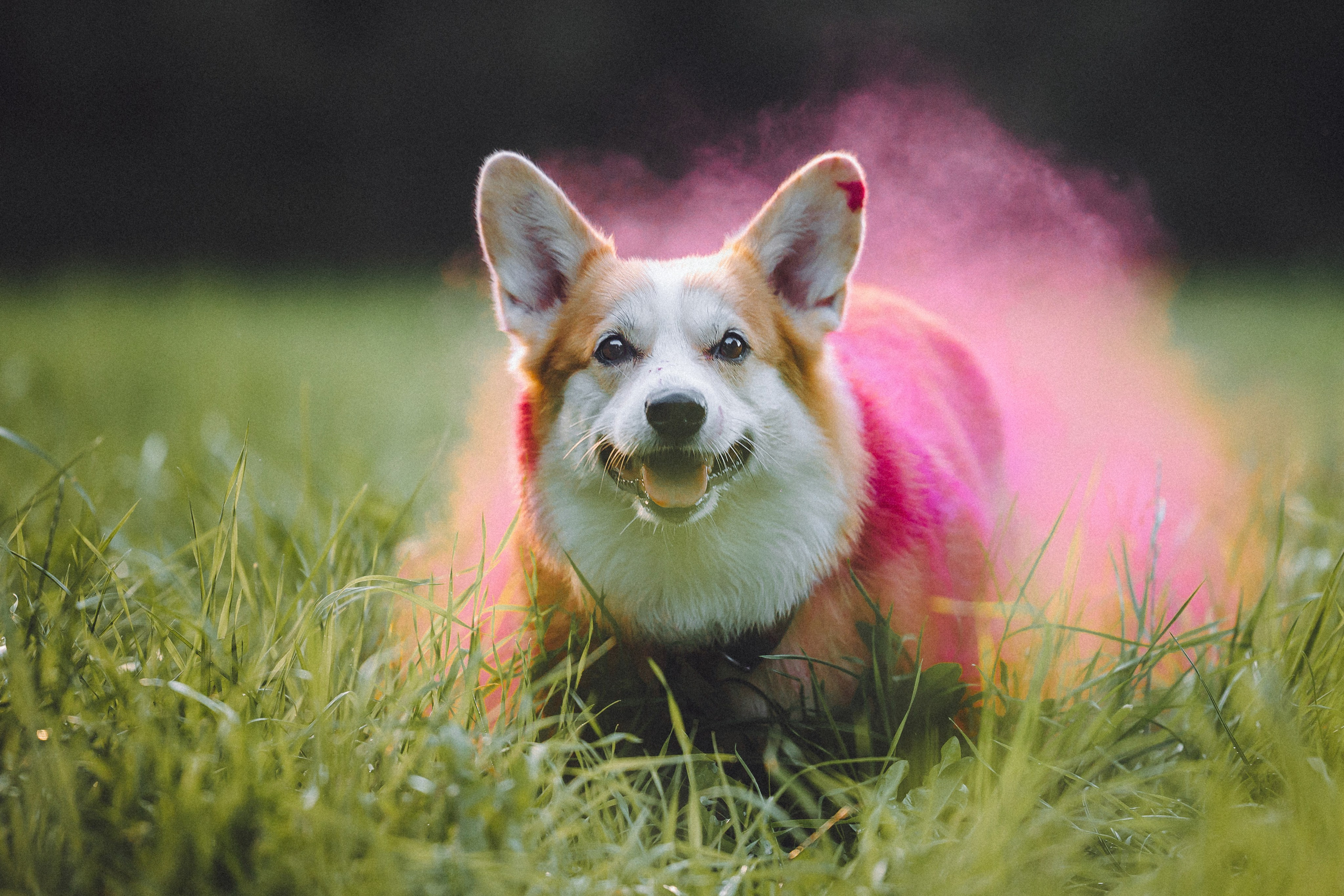 Пуговка и ее семья