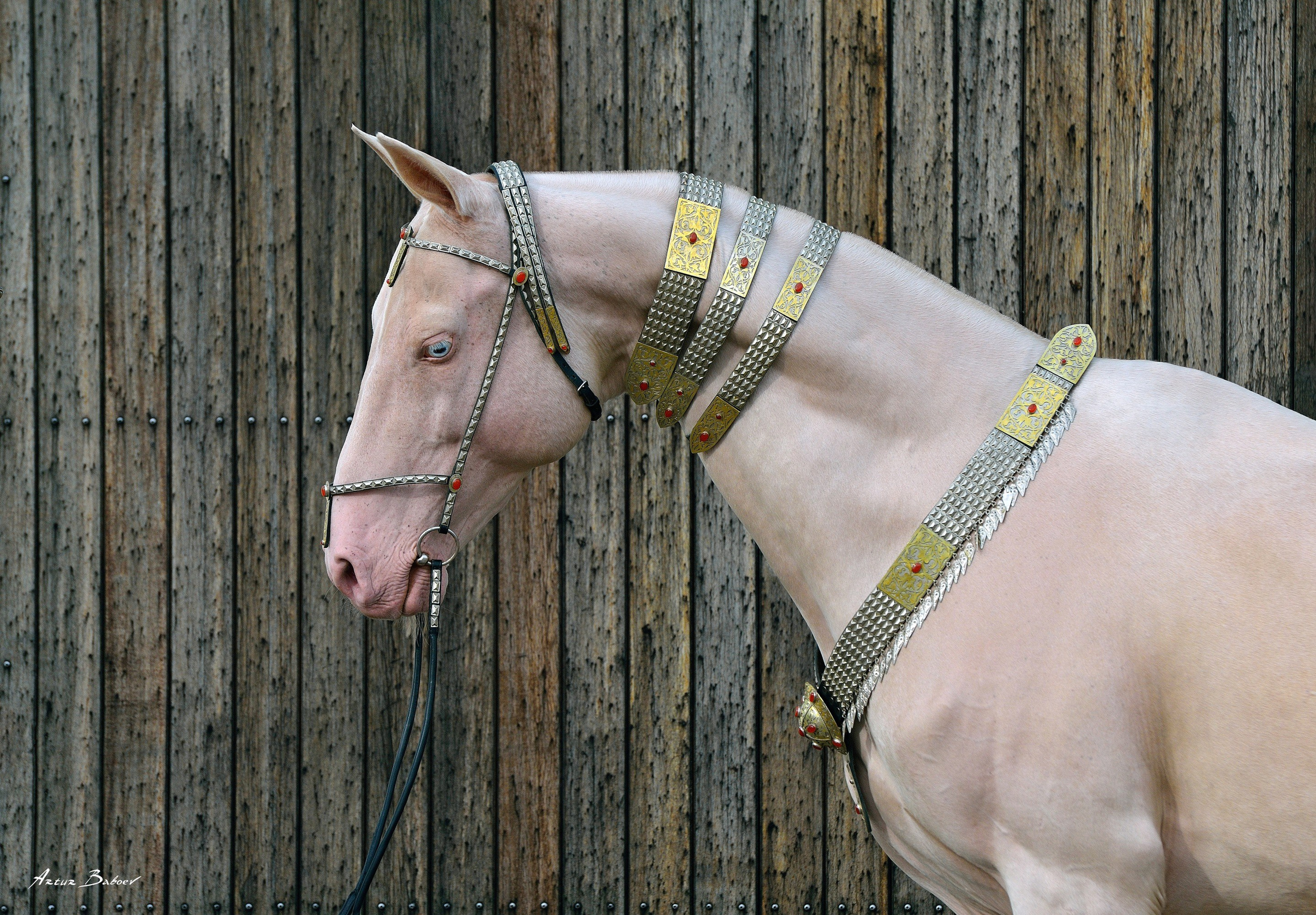 Gallery. Art photos of horses — ARTUR BABOEV | Photographer