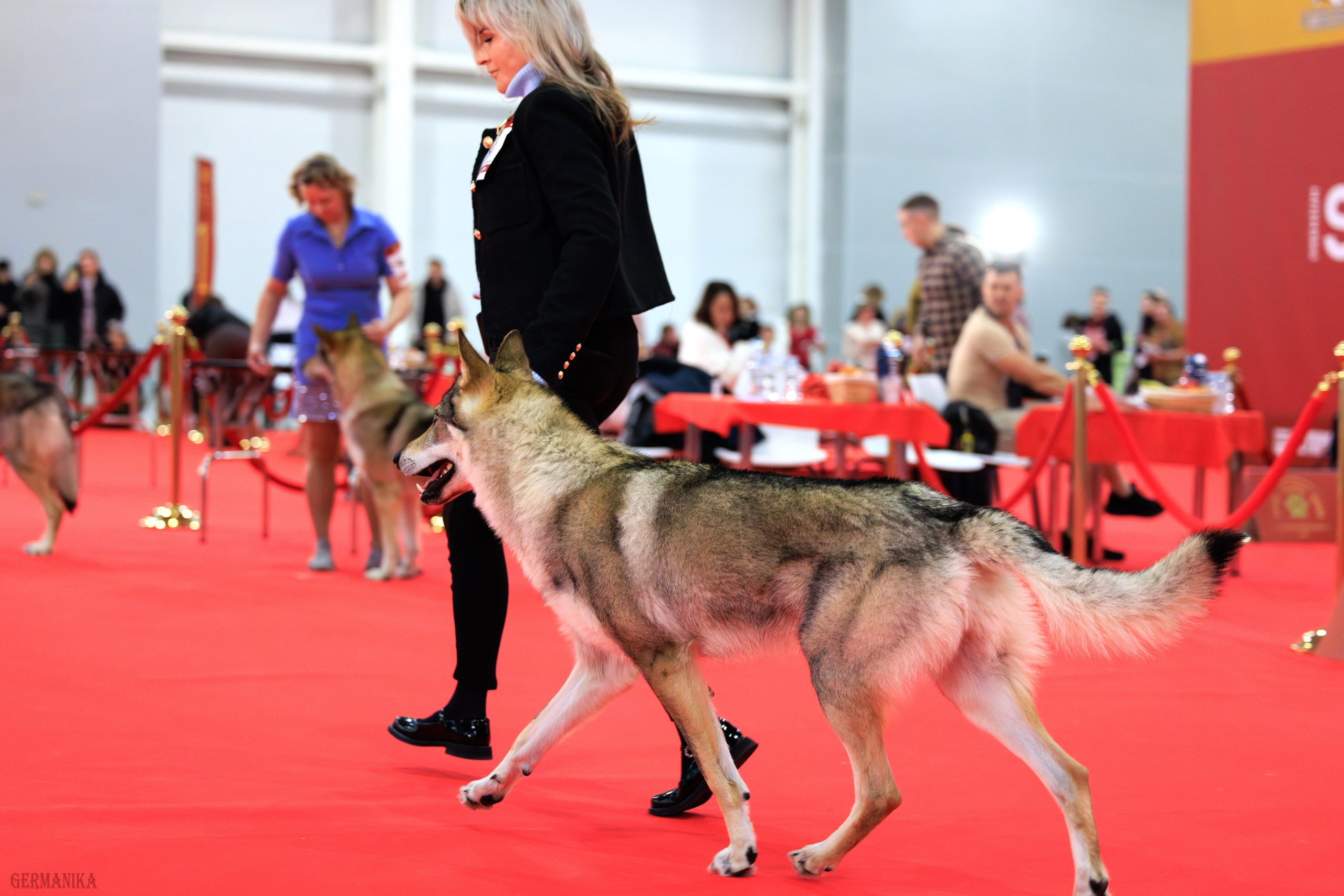 Лучшие Собаки России 17-18.02.2024. Фотограф-анималист Юлия Германика