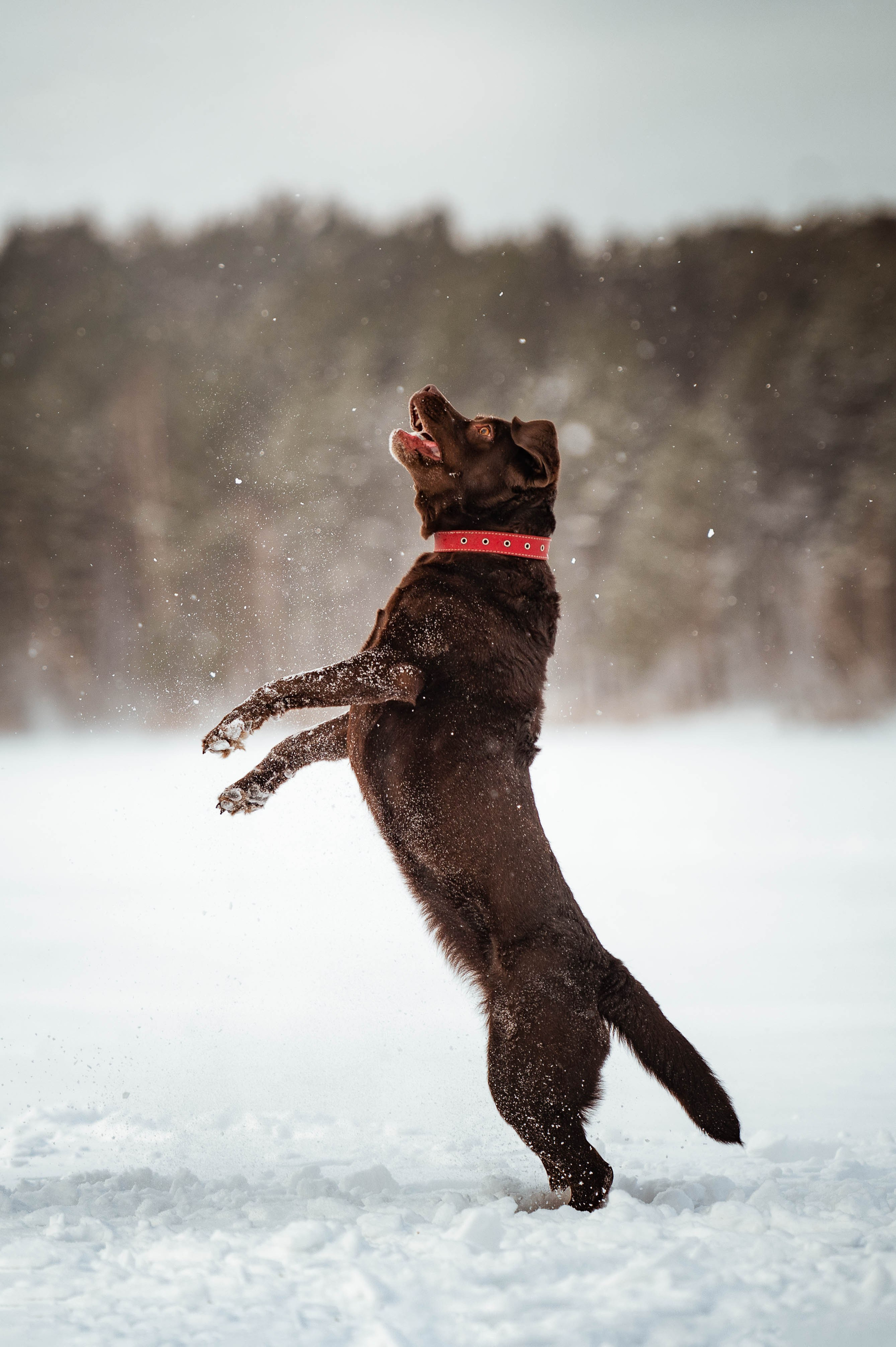 Прогулка на Лыткаринском карьере. Фотограф-анималист