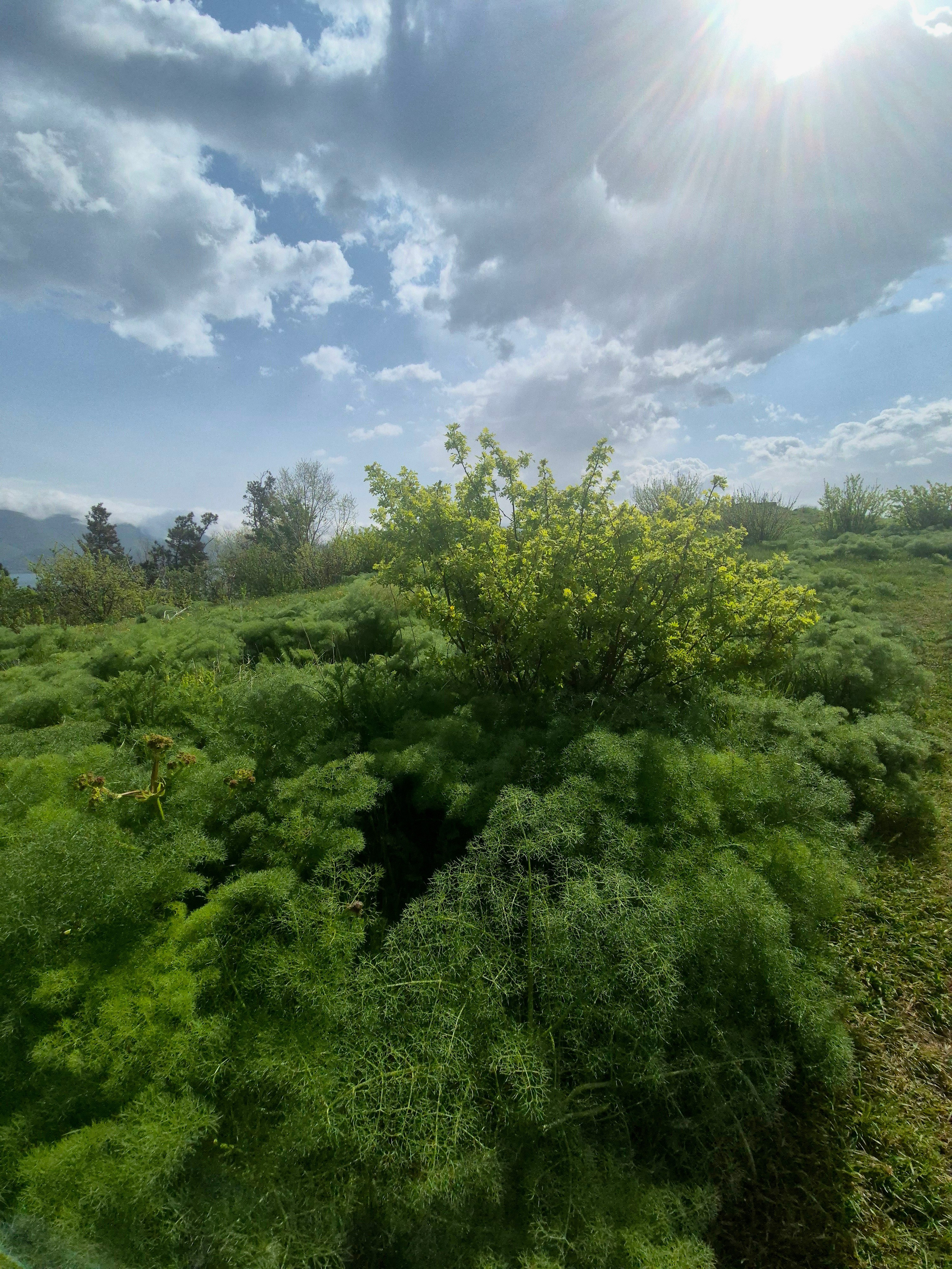 Солнце, растения и тишина. Красота и покой