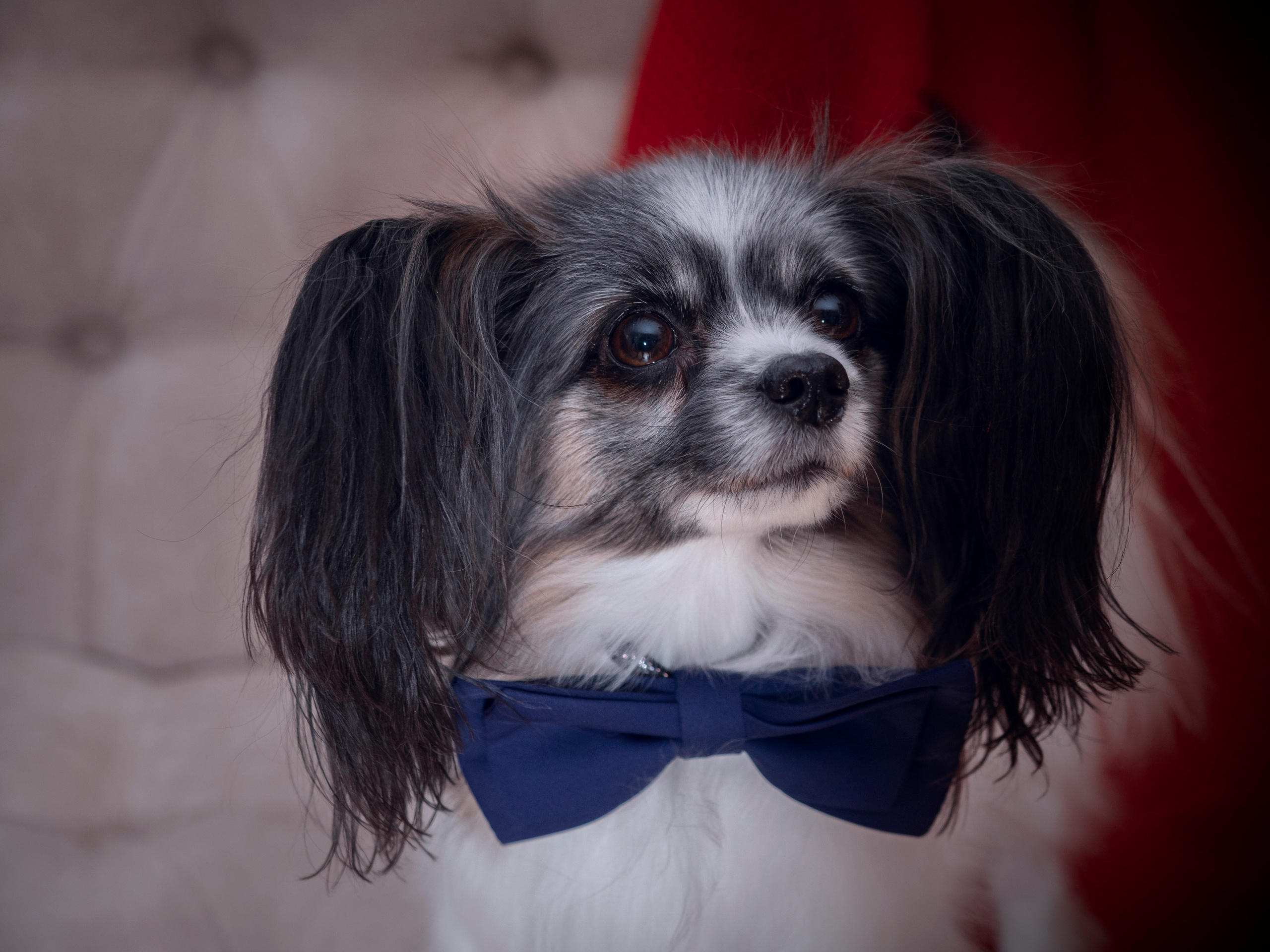 Домашние питомцы. Семейные фотографы в Екатеринбурге Анна и Александр A&A Best Foto