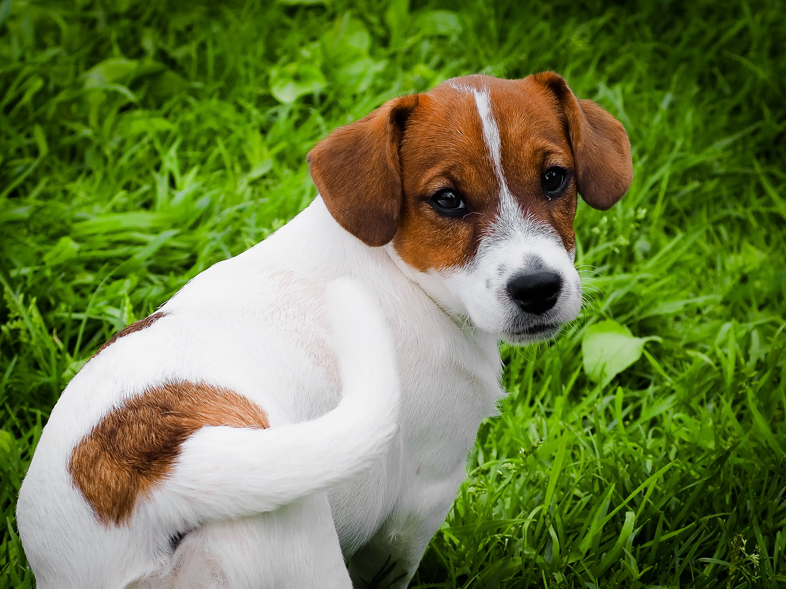 Ш_FEMALE_SHIZGARA. CANE MAESTRO — kennel Jack Russell Terrier