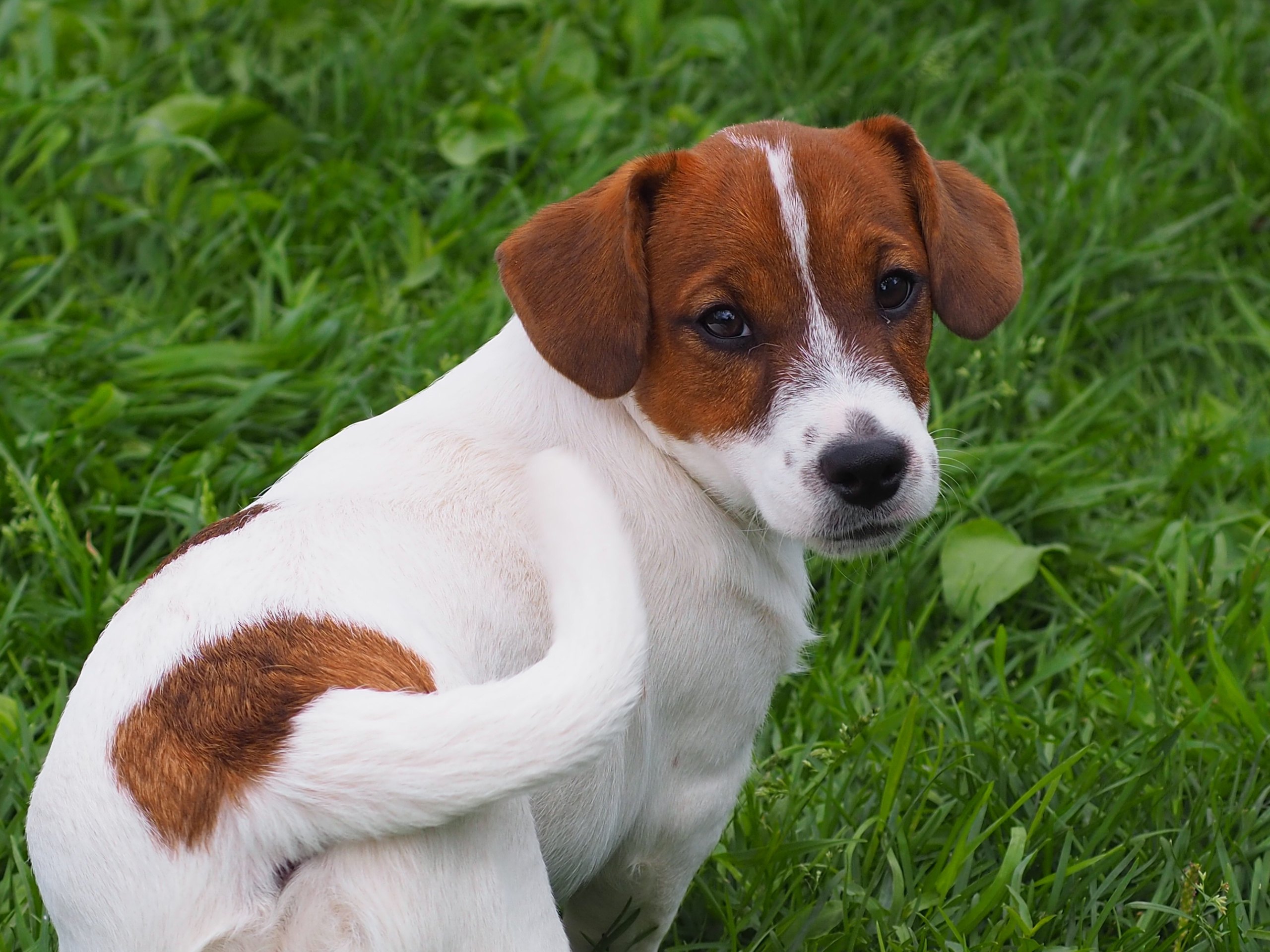 Ш_FEMALE_SHIZGARA. CANE MAESTRO — kennel Jack Russell Terrier