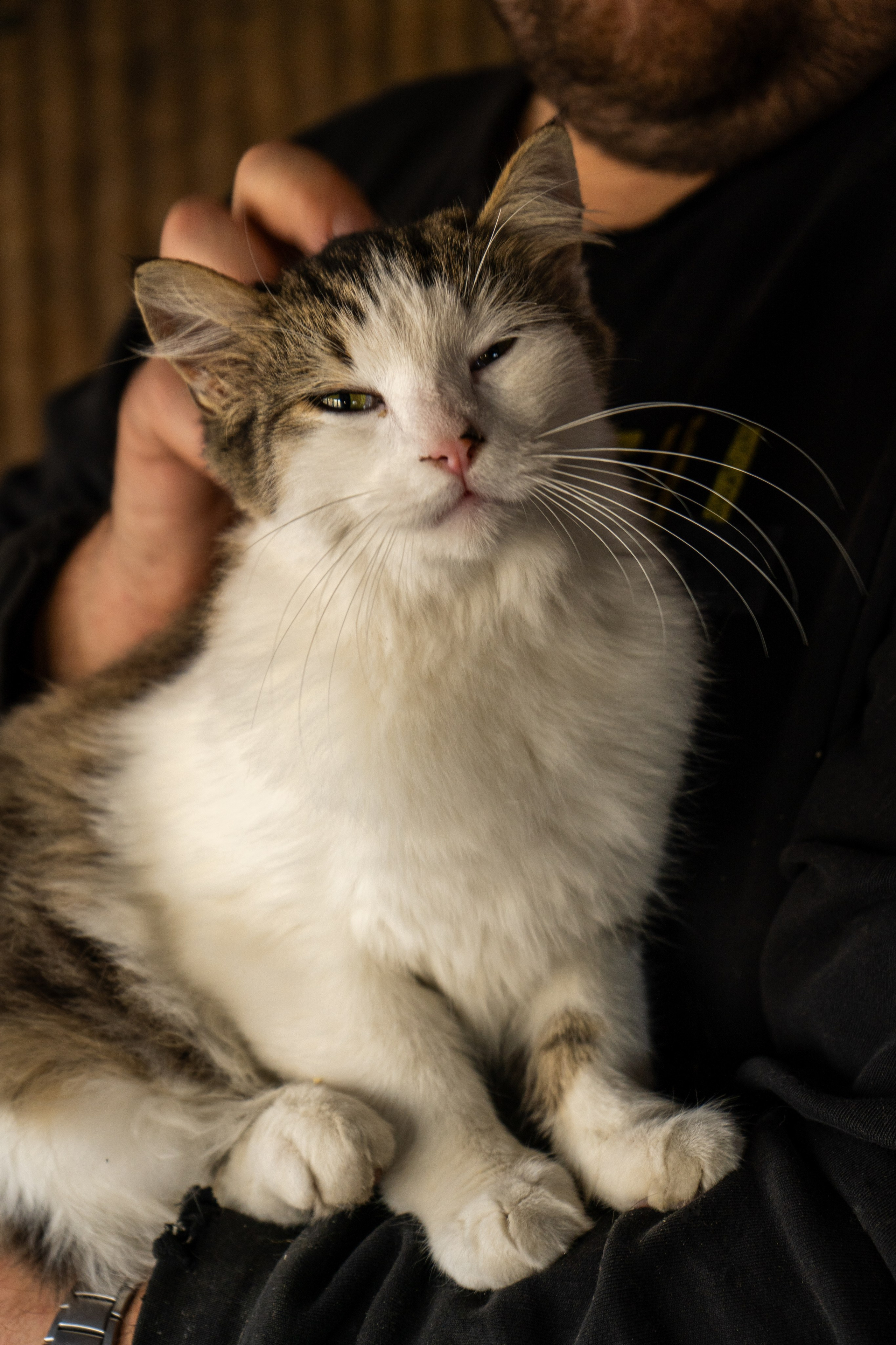 Pets. Makaroshkassirom — photographer in Minsk