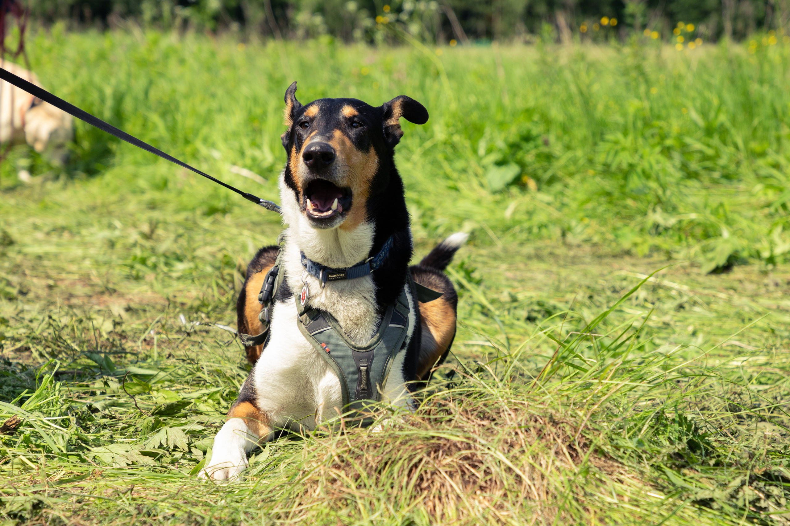 ДПСО «ЛизаАлерт». Главная