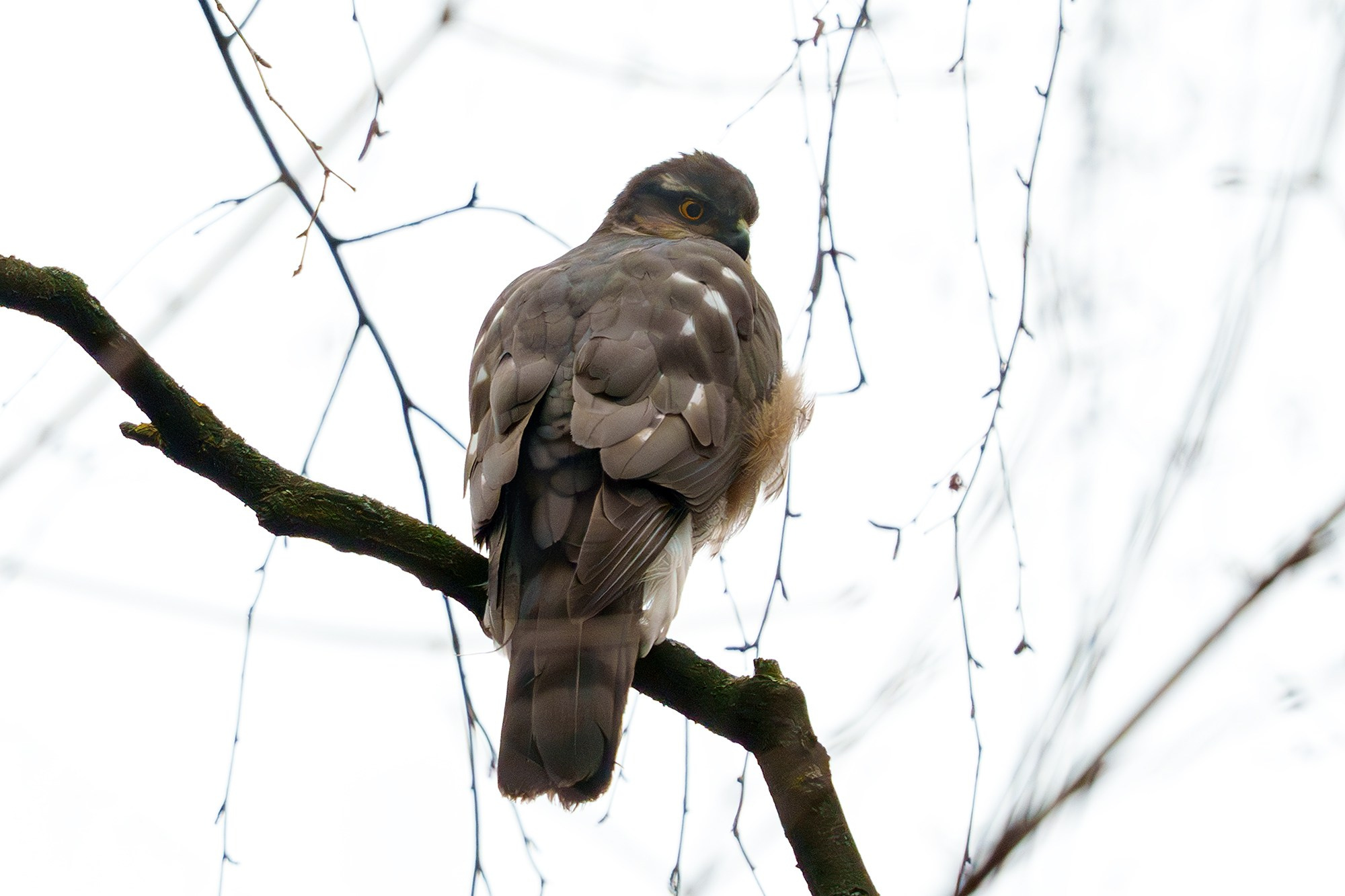 Удивительные мир птиц. Вокруг нас столько прекрасного — присмотритесь!. Ваш личный фотограф Марина Волкова