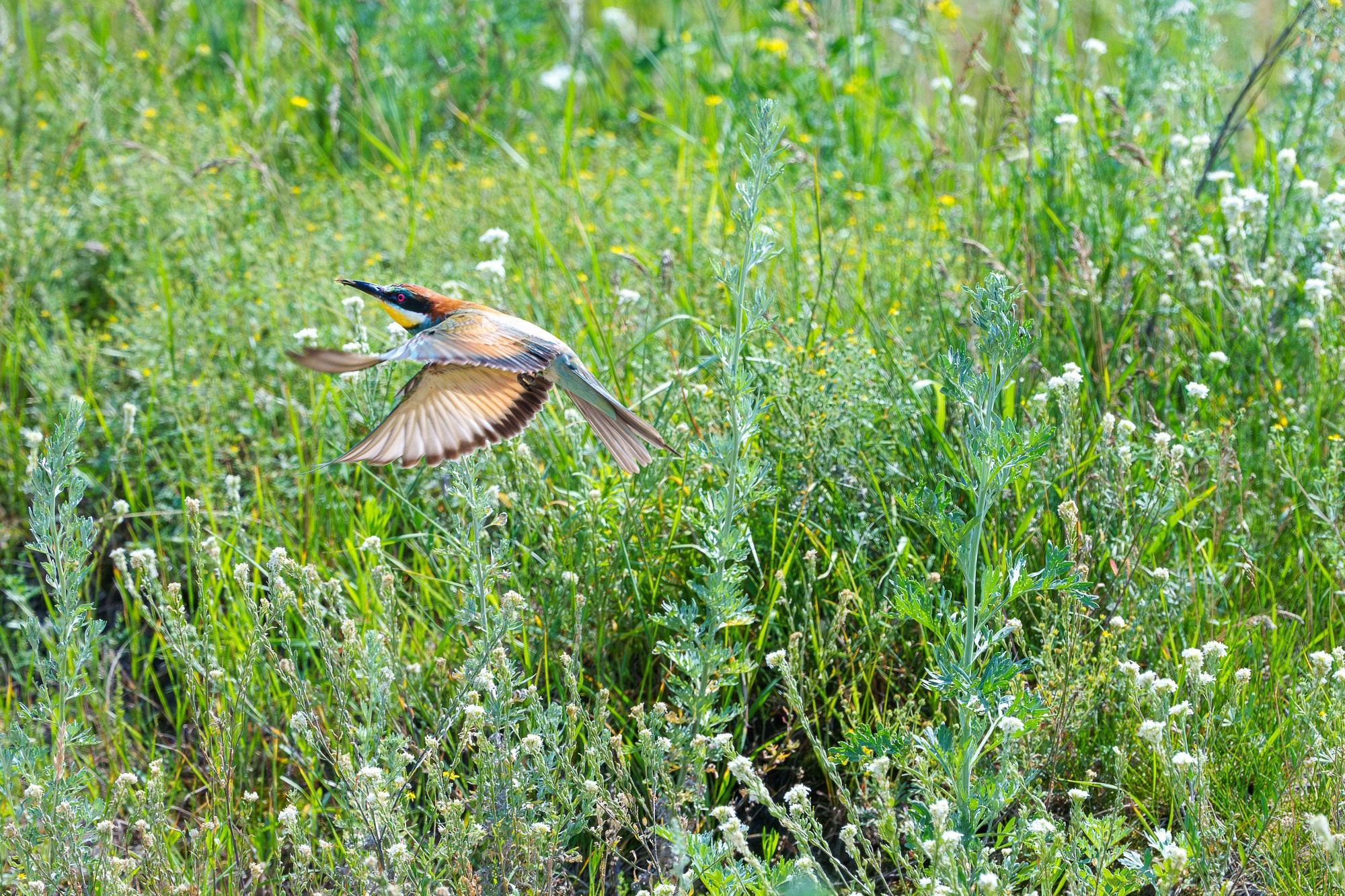 Удивительные мир птиц. Вокруг нас столько прекрасного — присмотритесь!. Ваш личный фотограф Марина Волкова