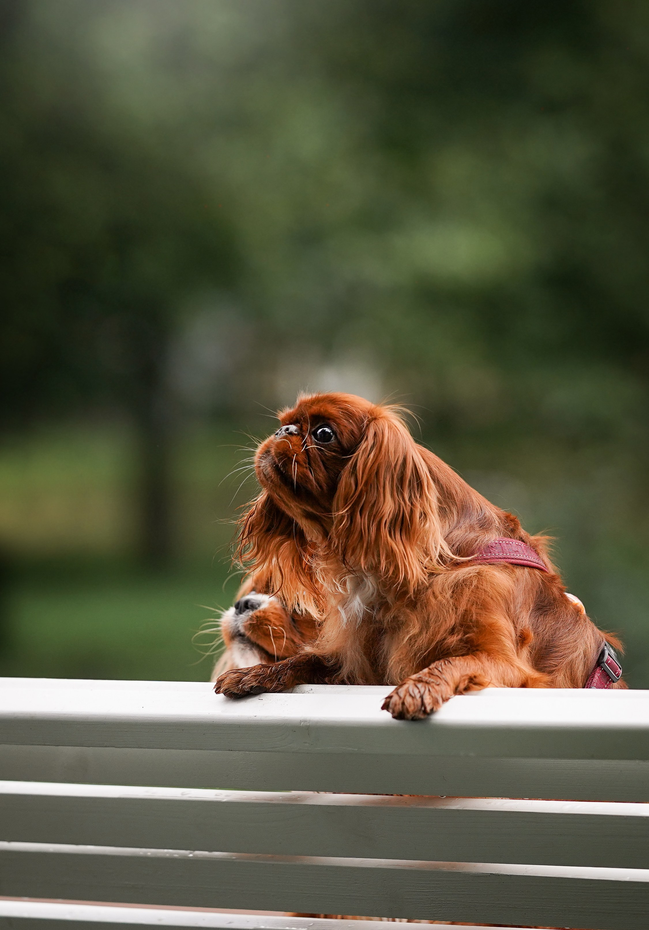 Юля Володя Гарри и Верон. Фотограф-анималист в Санкт-Петербурге Яна Мартынова