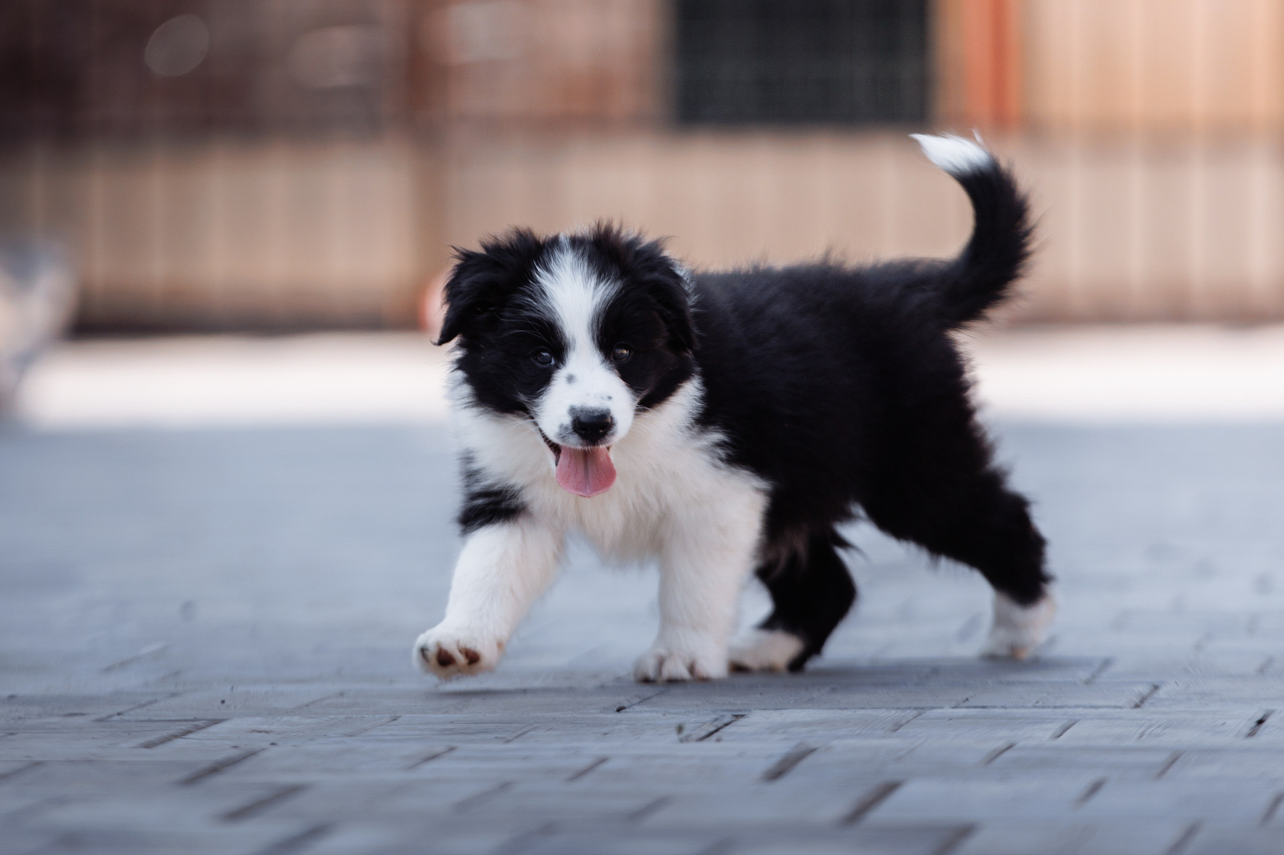 МММ — маленькое мягкое милое. О нас