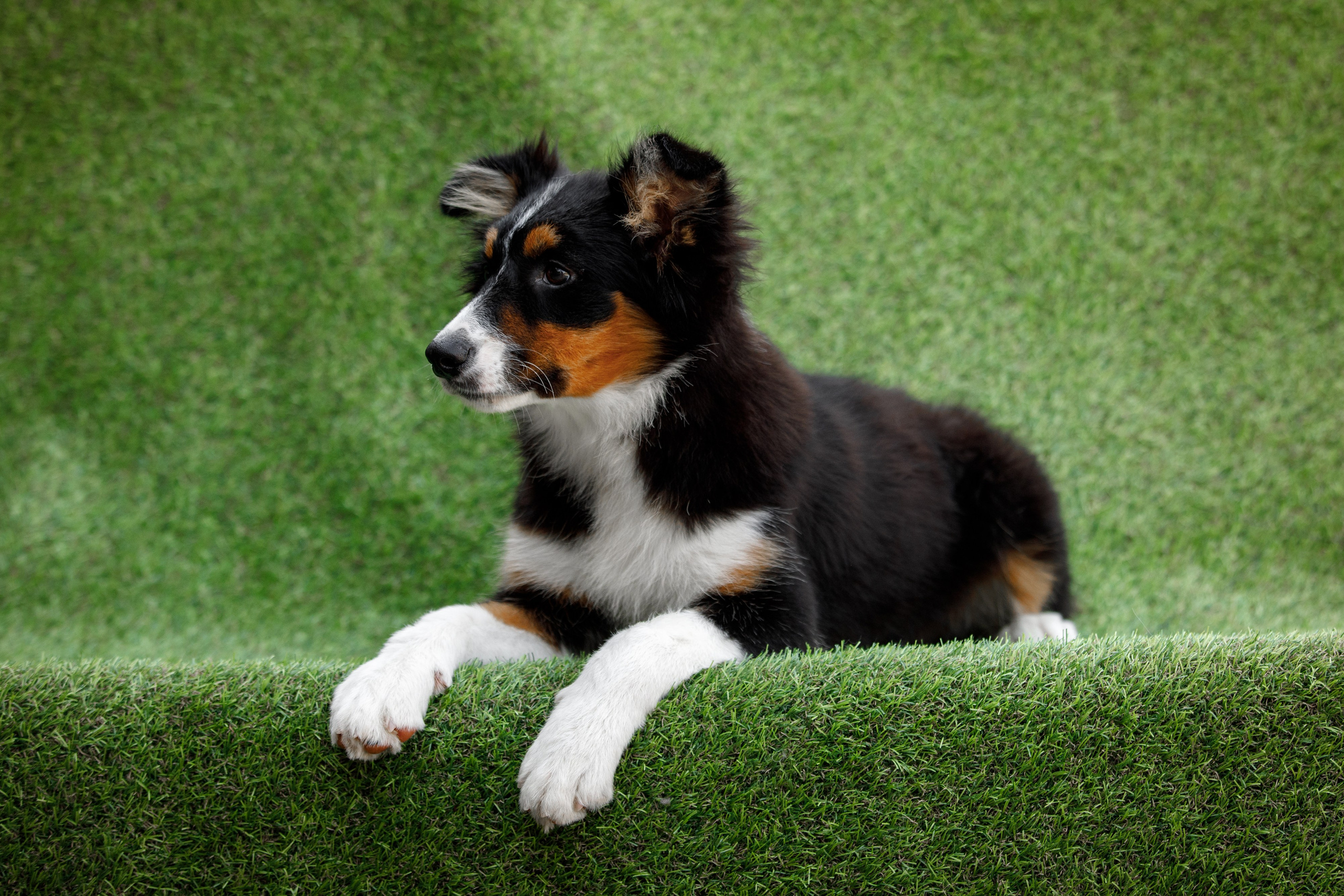 Смешарики. О нас