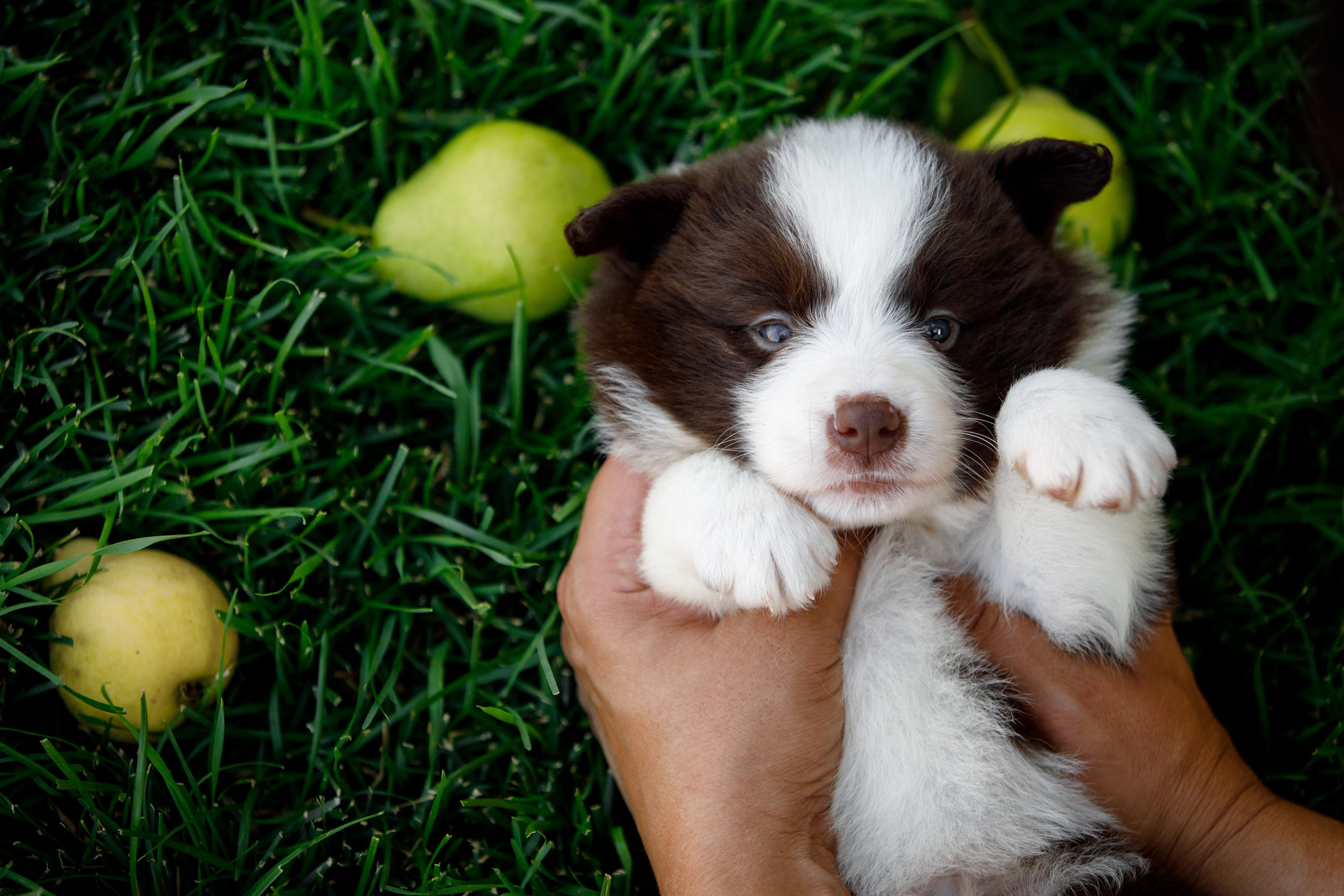 Смешарики. О нас