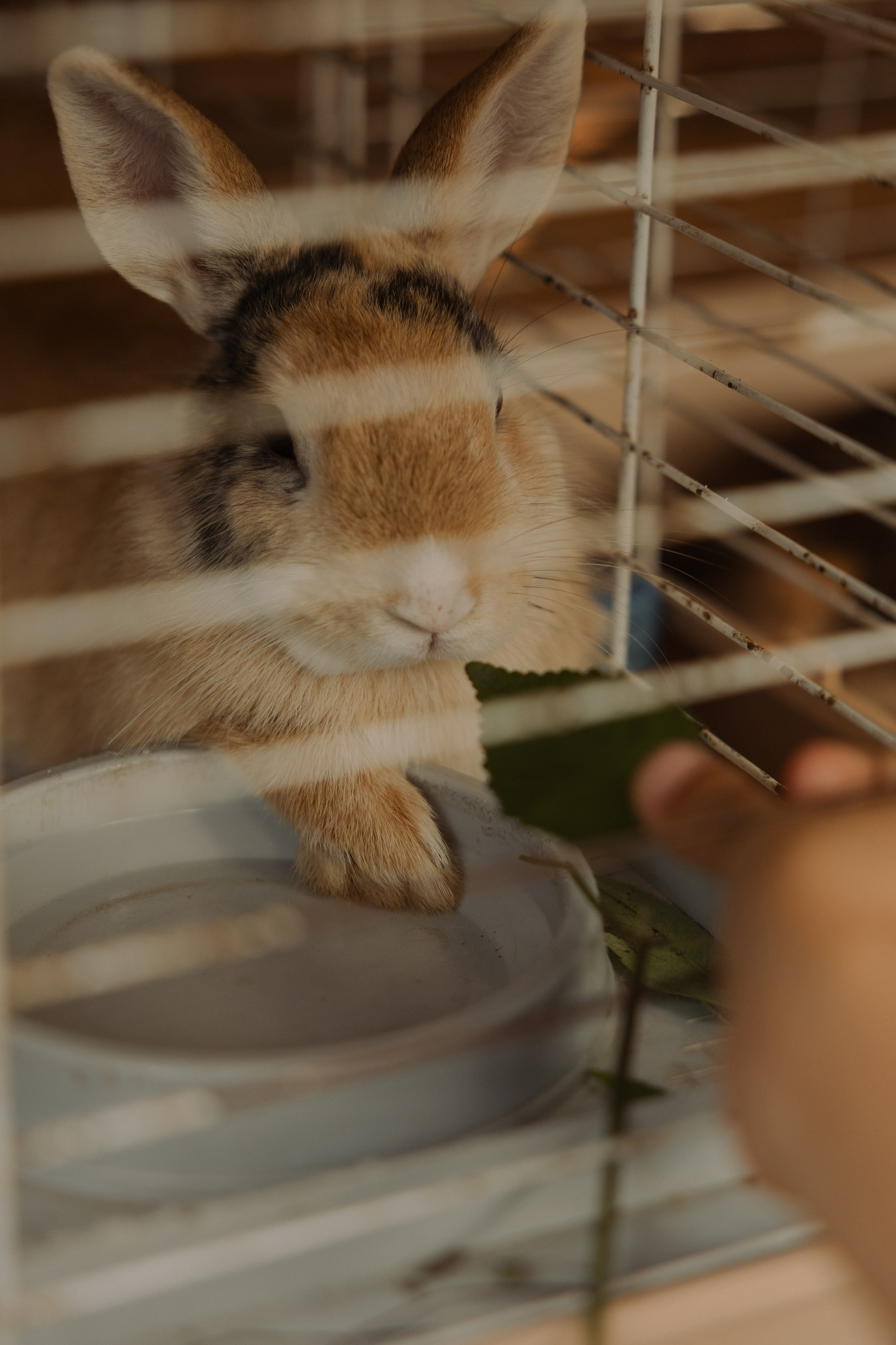 Когда семья вместе. Семейный фотограф Москва детский фотограф Одинцово фотосессия беременности Рогачева Екатерина