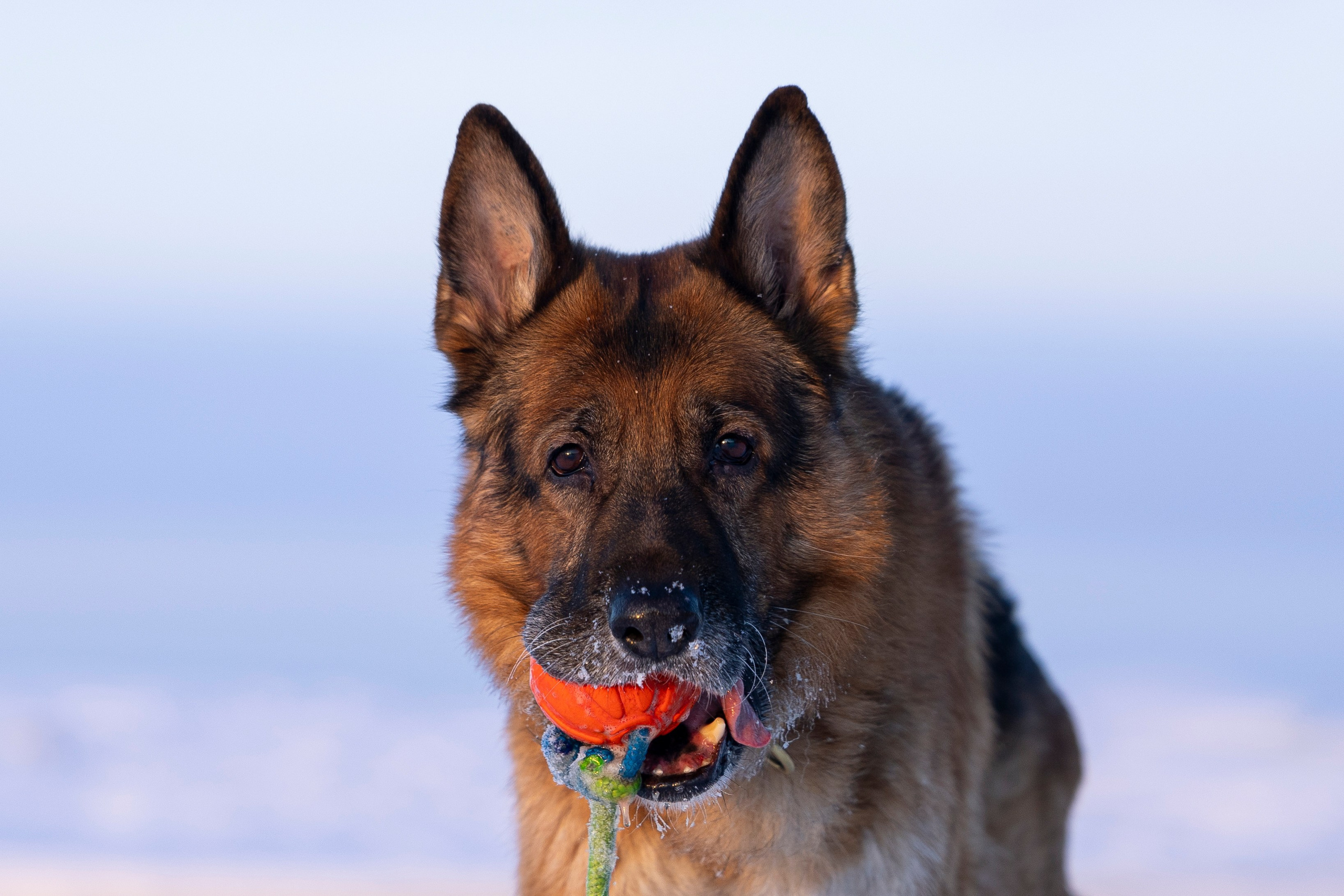 Рейн. Фотограф-анималист Анна Маринич