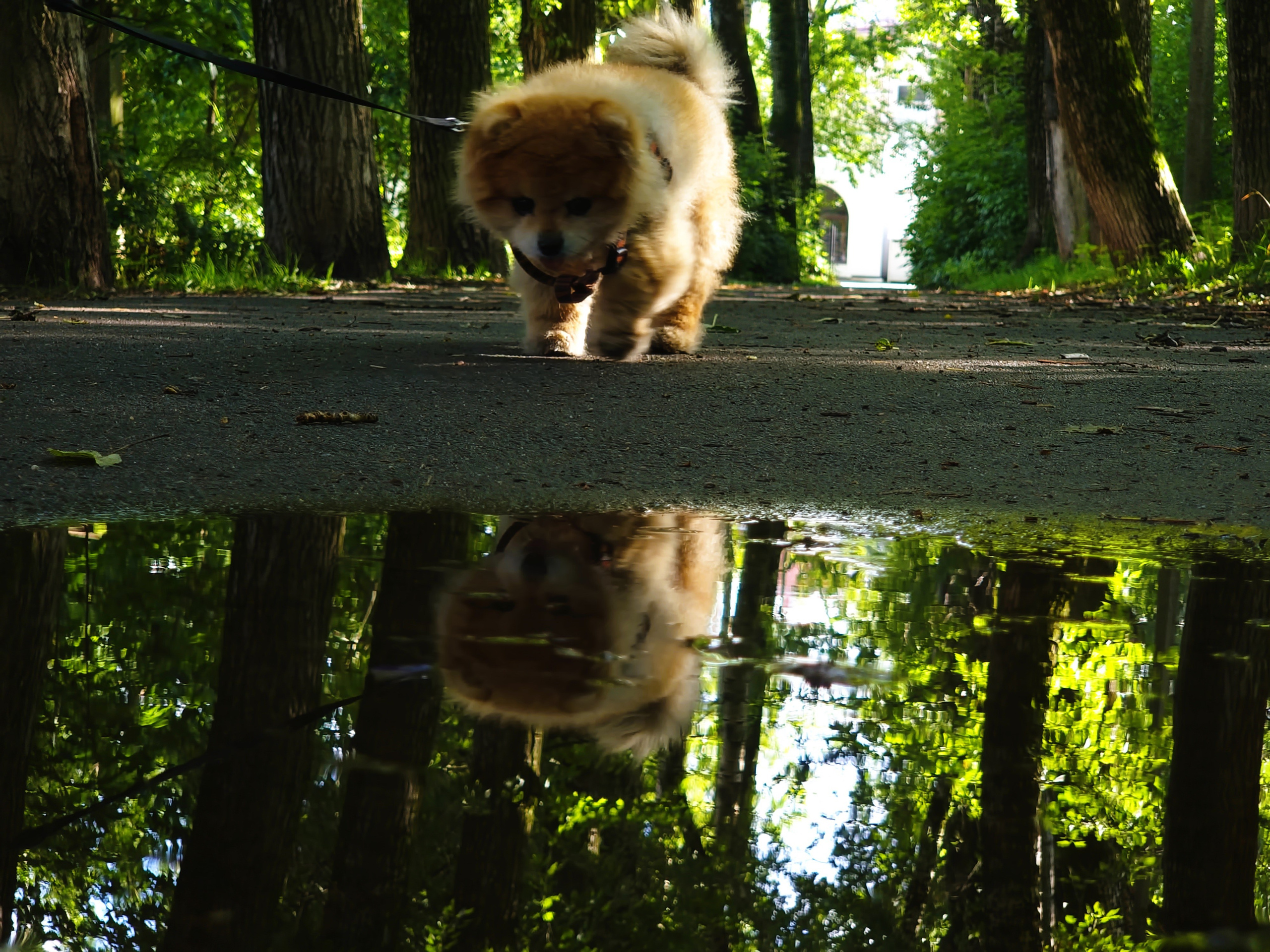 Август 2025. Den Mirov — Фотограф, Музыкант