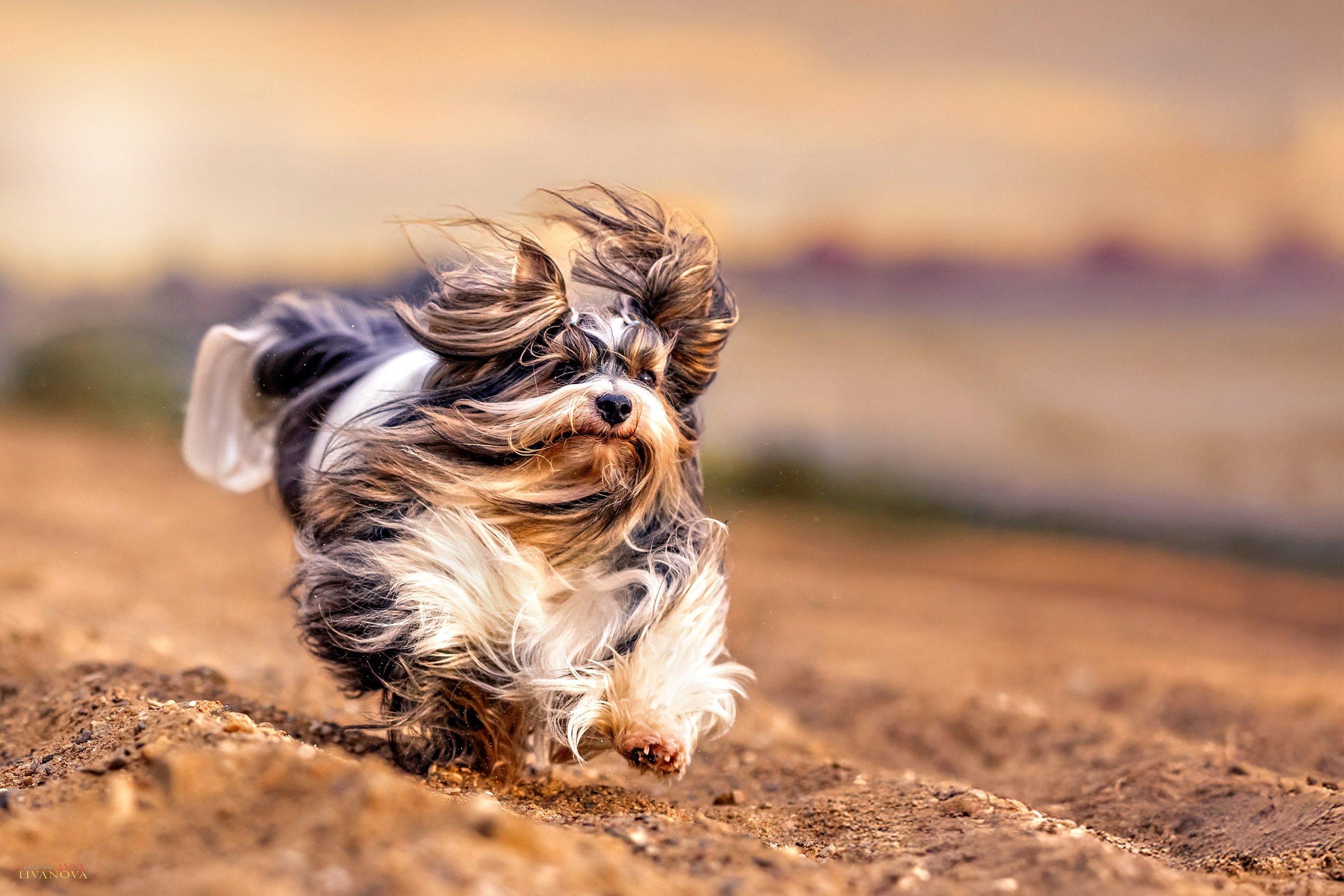 Катя + Астин и Олаф. Фотограф анималист Аня Ливанова | Рыбинск