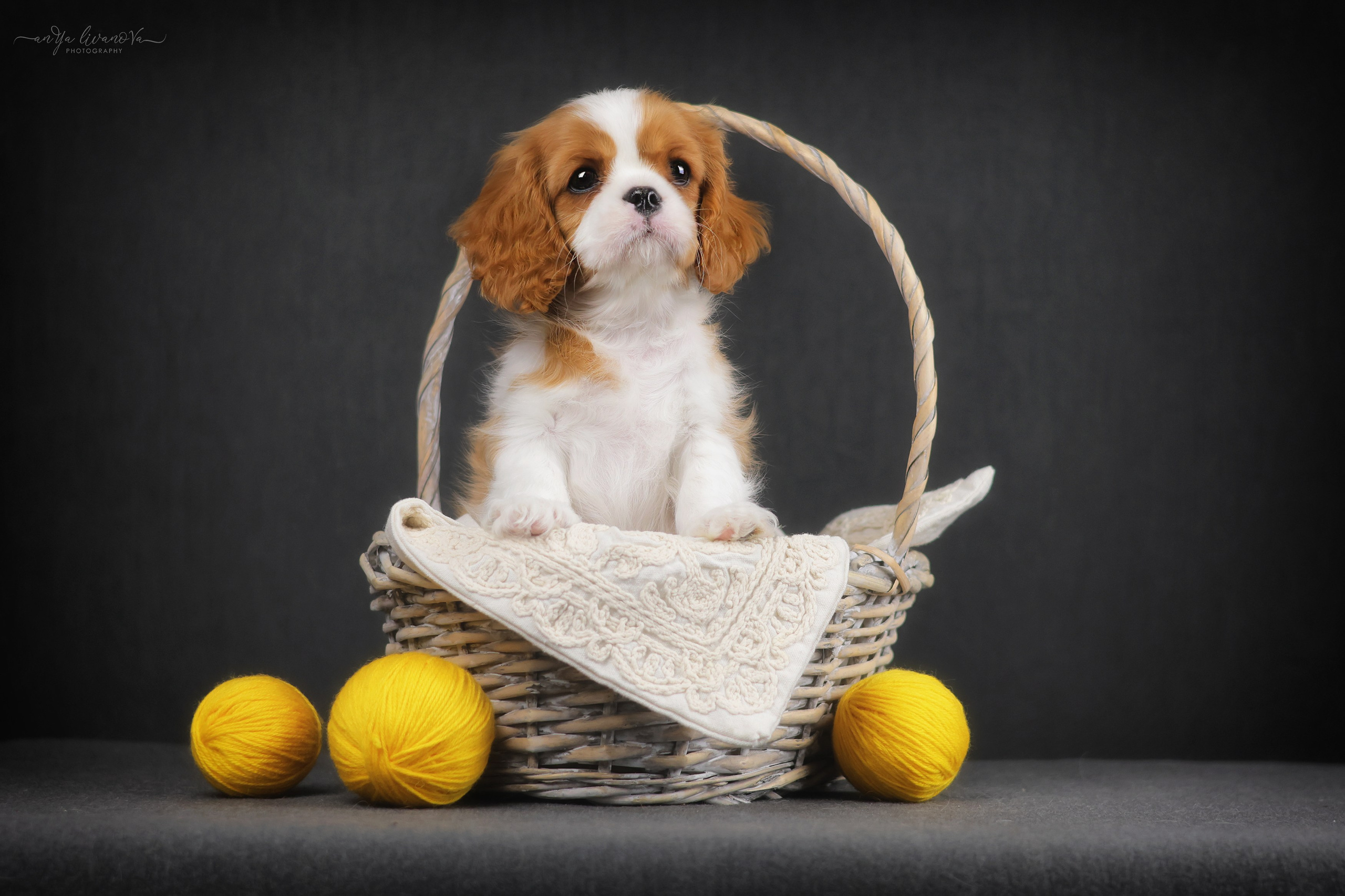 Кавалерчики. Фотограф анималист Аня Ливанова | Рыбинск