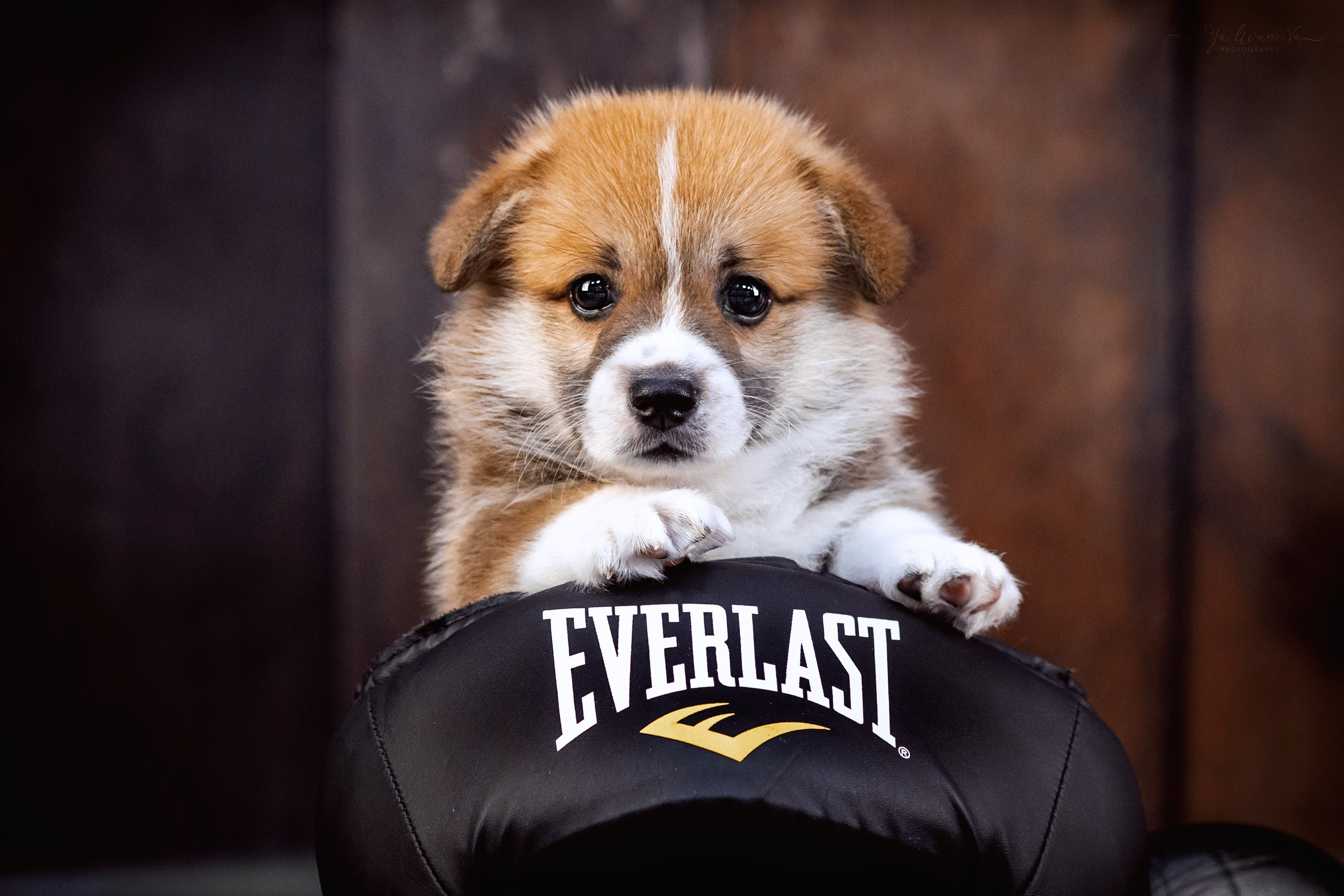 Коржики. Фотограф анималист Аня Ливанова | Рыбинск