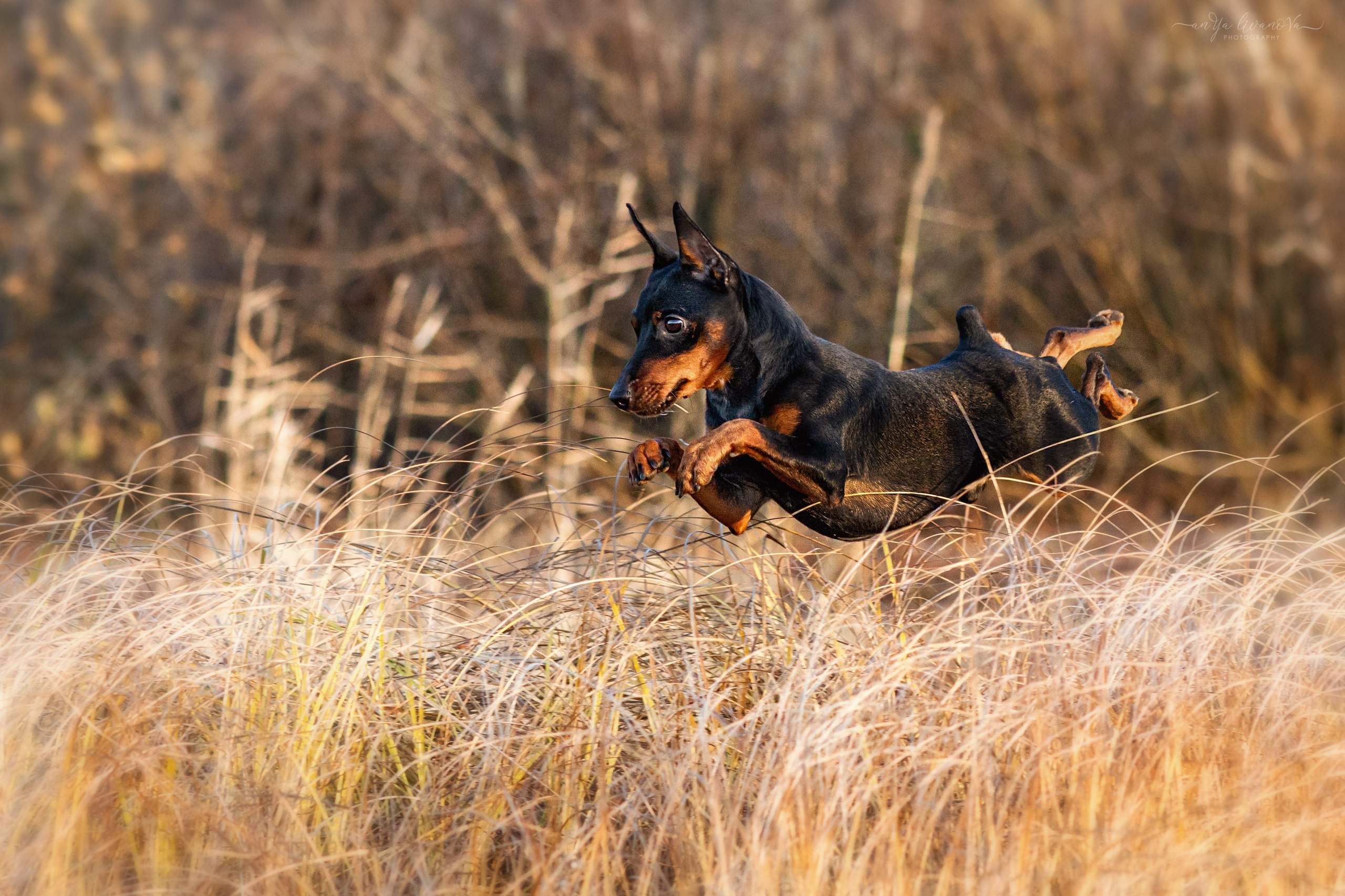 Лёня. Фотограф анималист Аня Ливанова | Рыбинск
