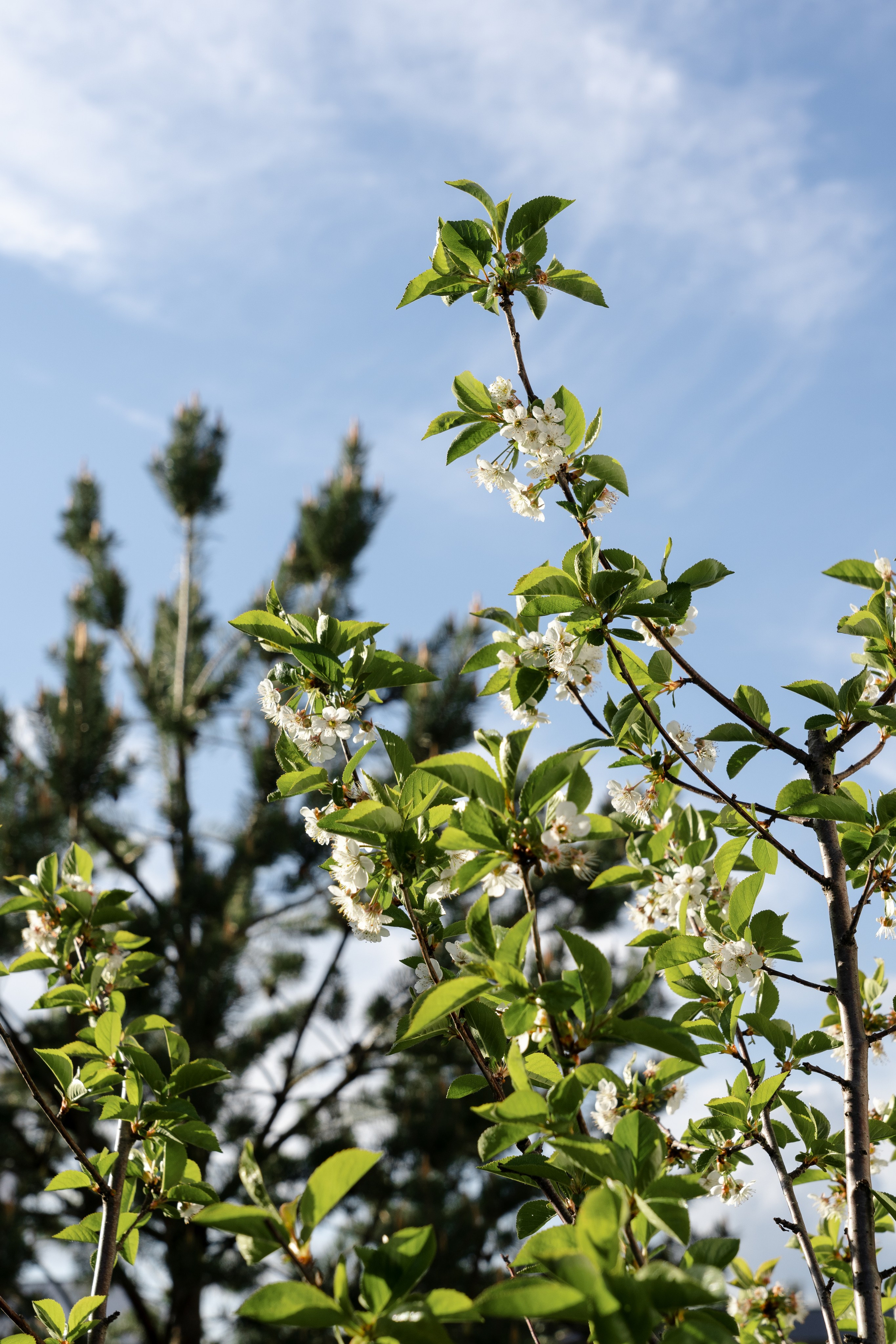 Blooming in the garden, Moscow region. Артамонов Александр | Архитектурный и ландшафтный фотограф