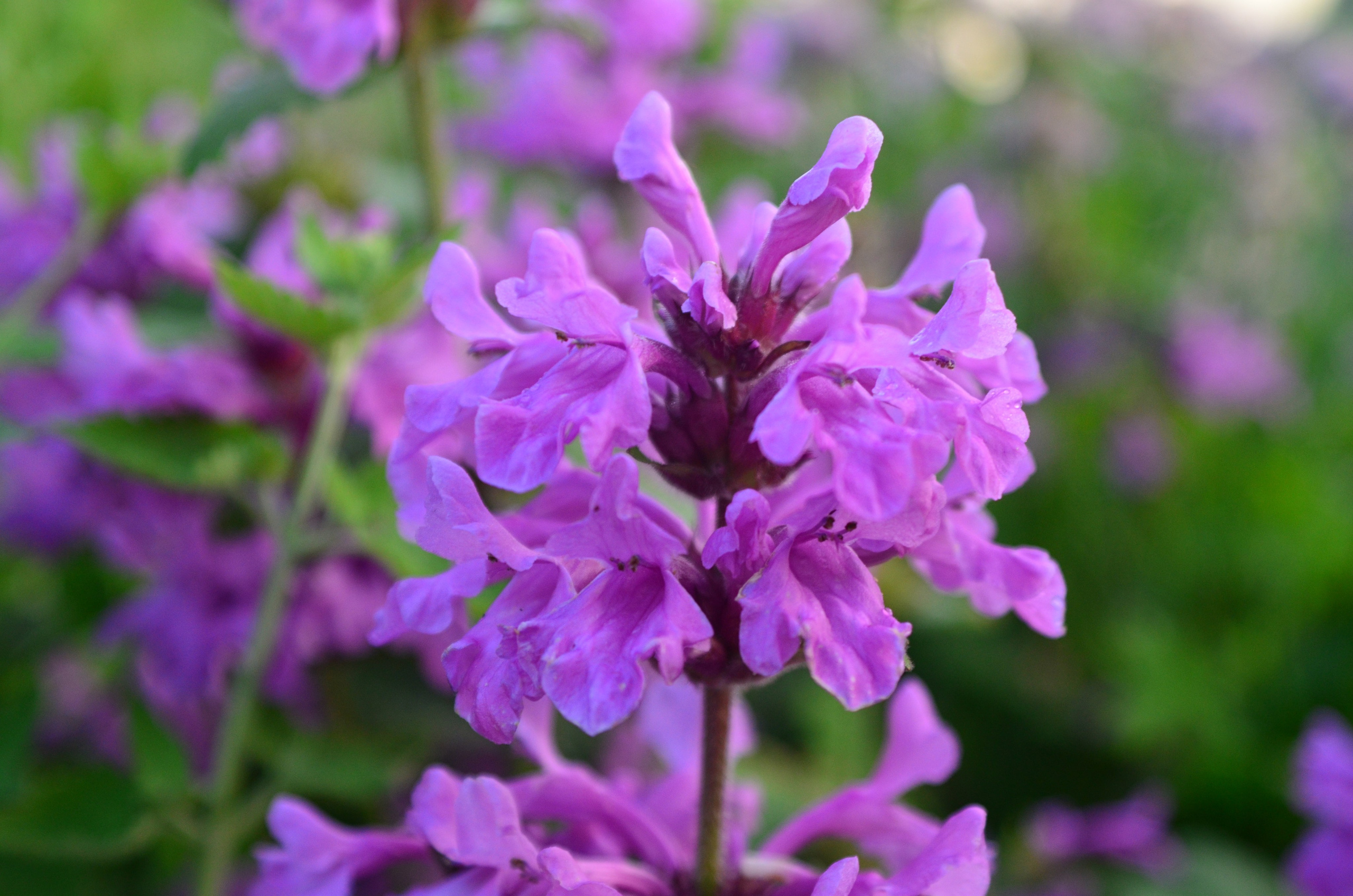 Дары природы. Фотограф viktor viktor