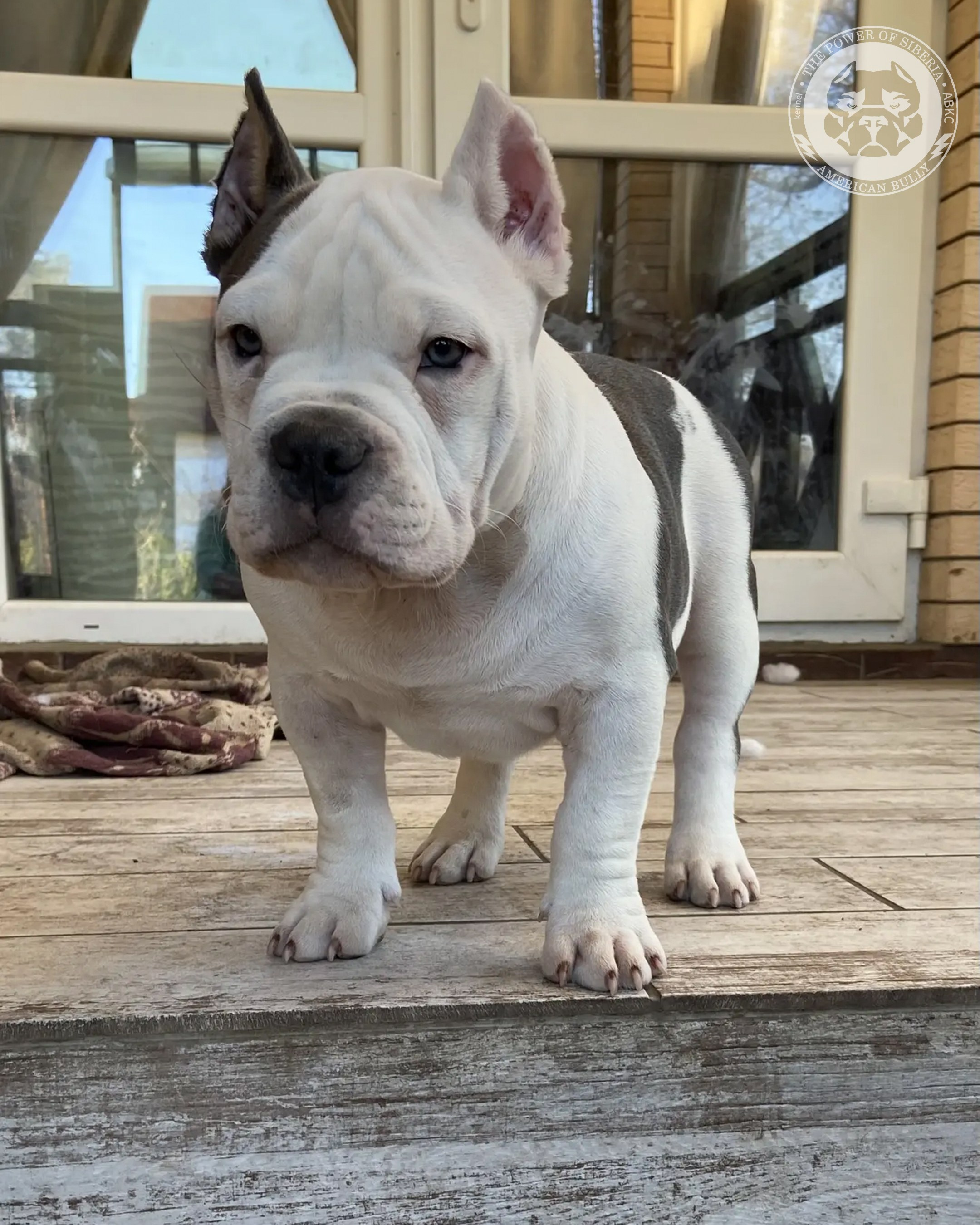 Свободные щенки Американский Булли, в типах покет, классик, стандарт. Американский Булли в г. Ростов-на-Дону. Питомник THE POWER OF SIBERIA