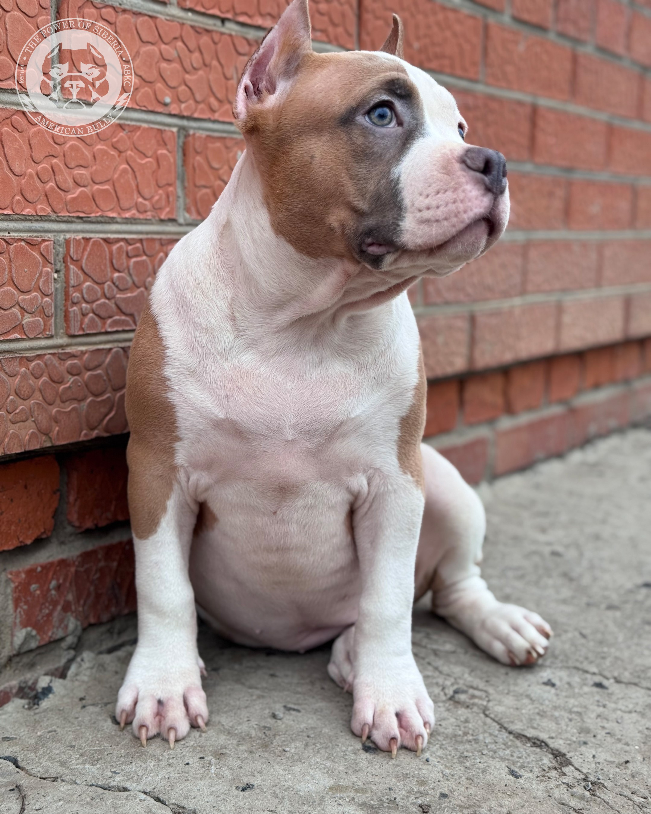 Свободные щенки Американский Булли, в типах покет, классик, стандарт. Американский Булли в г. Ростов-на-Дону. Питомник THE POWER OF SIBERIA