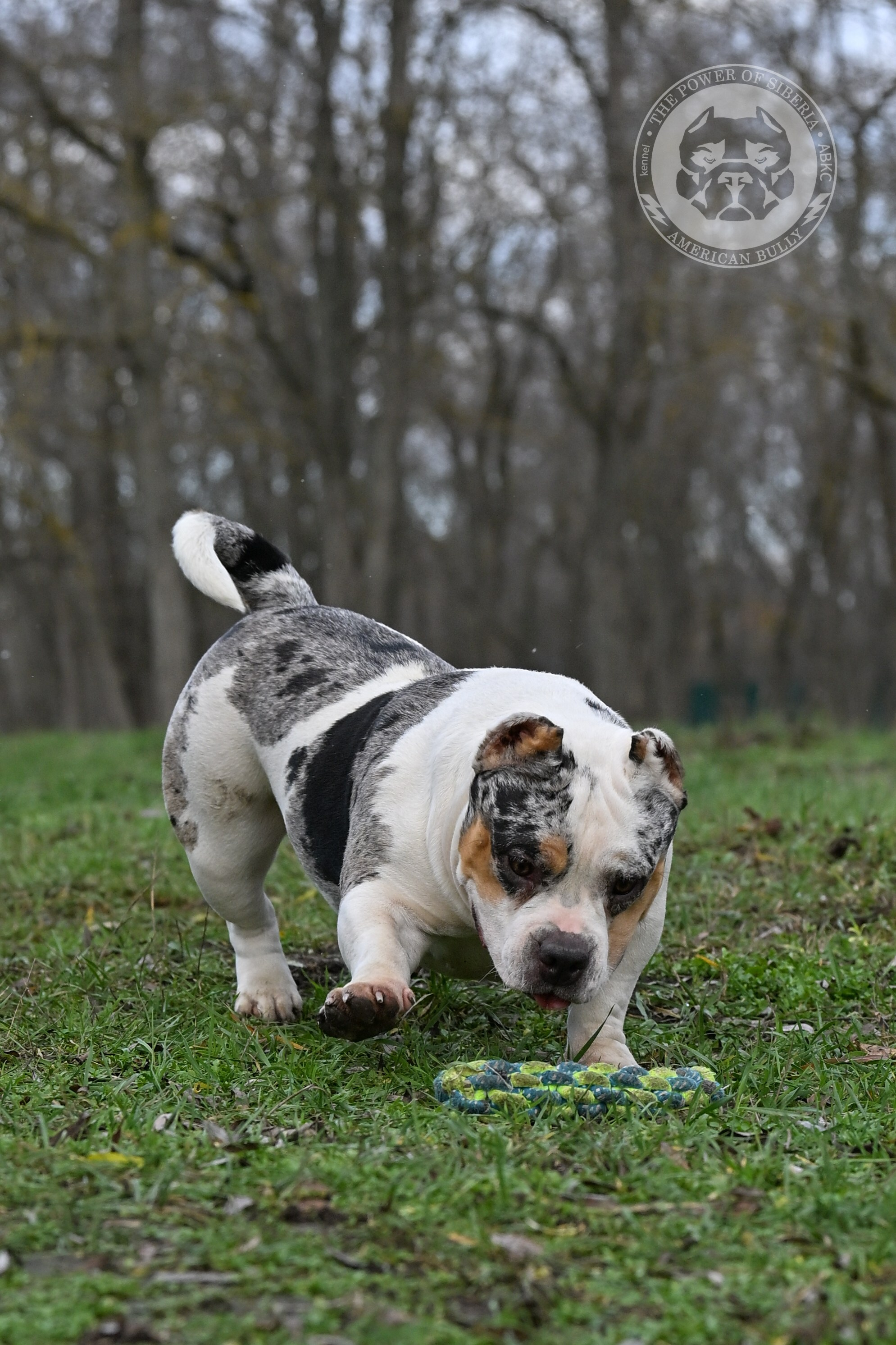 THE POWER OF SIBERIA BAFFI. Американский Булли в г. Ростов-на-Дону. Питомник THE POWER OF SIBERIA