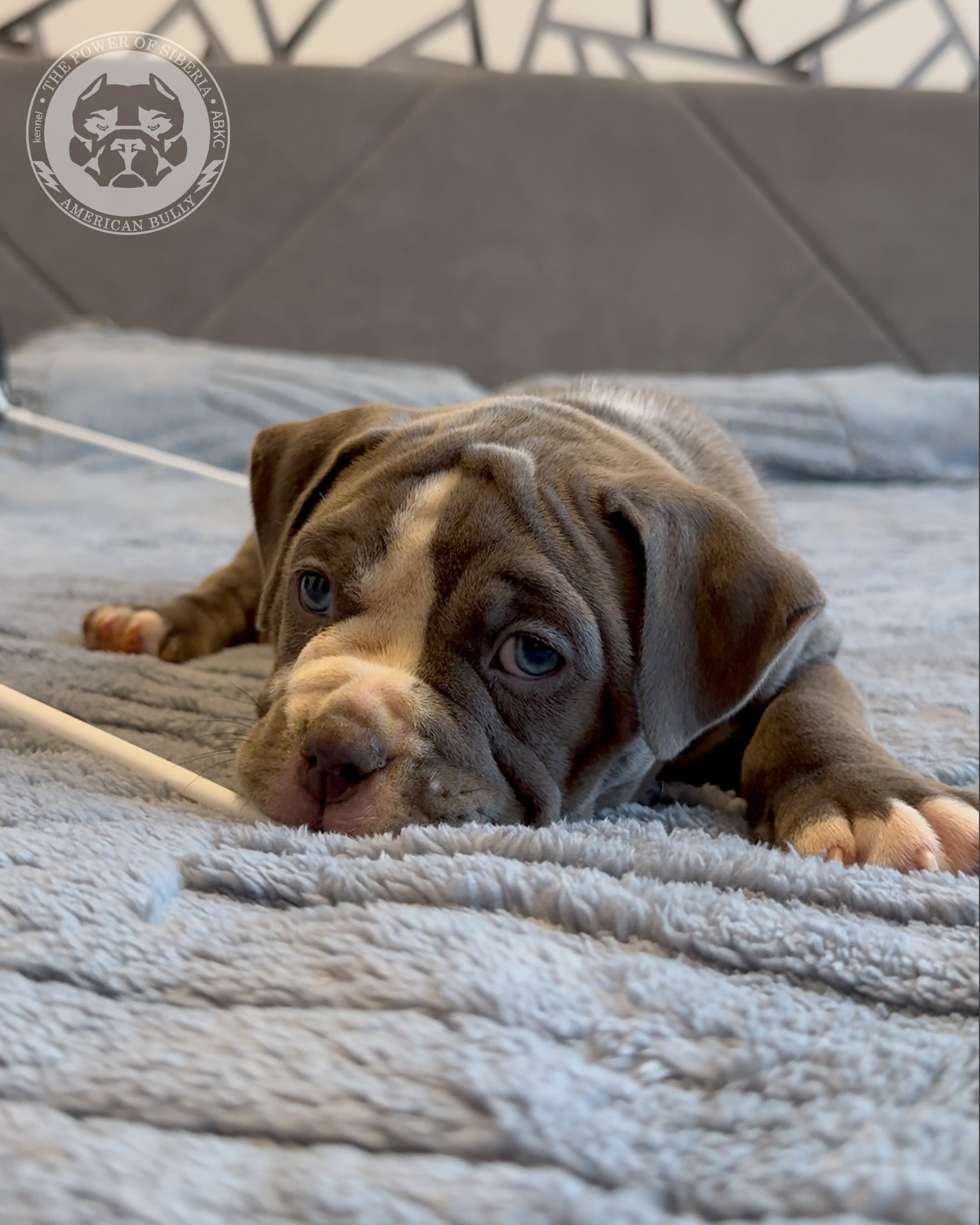 Свободные щенки Американский Булли, в типах покет, классик, стандарт. Американский Булли в г. Ростов-на-Дону. Питомник THE POWER OF SIBERIA