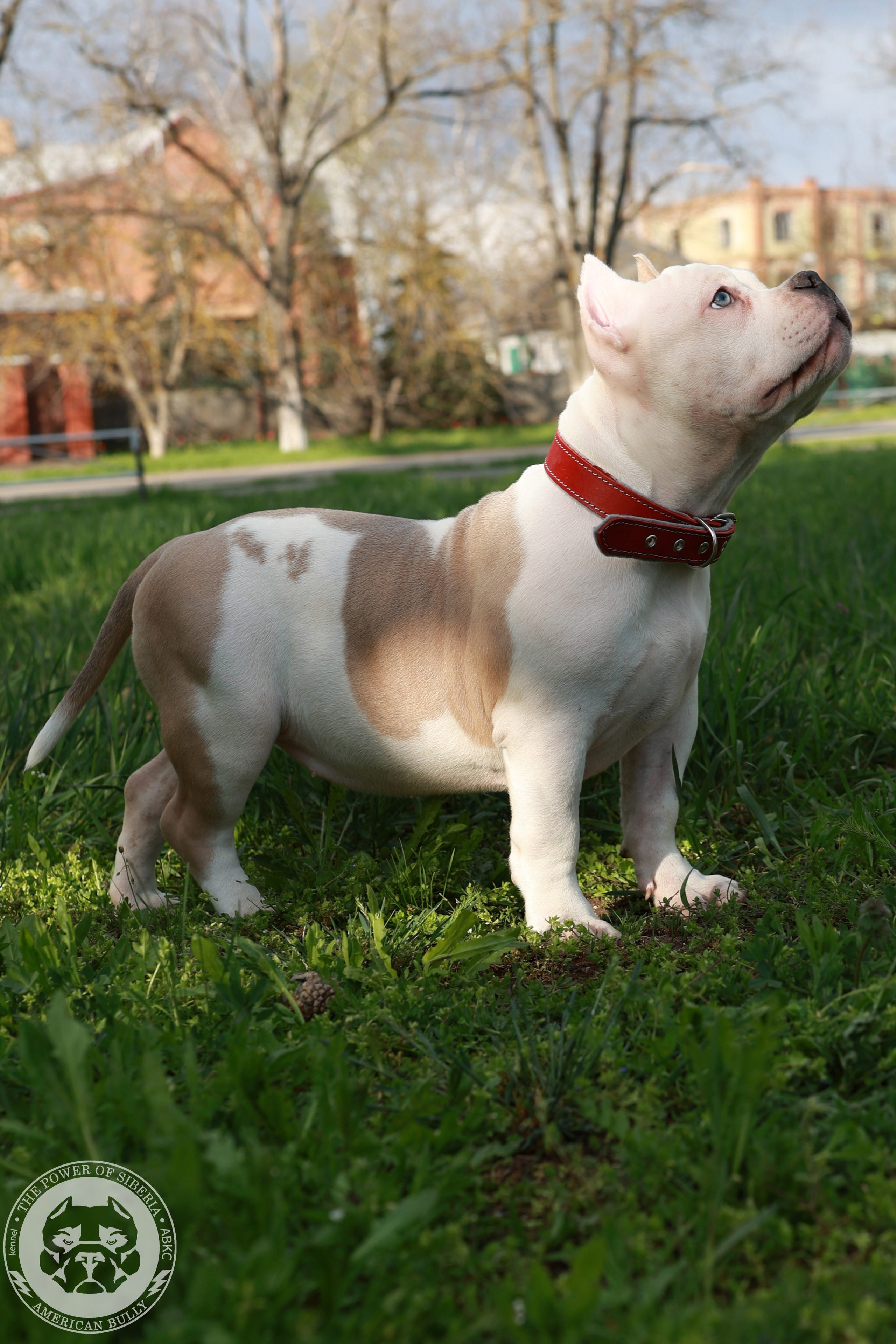 Свободные щенки Американский Булли, в типах покет, классик, стандарт. Американский Булли в г. Ростов-на-Дону. Питомник THE POWER OF SIBERIA