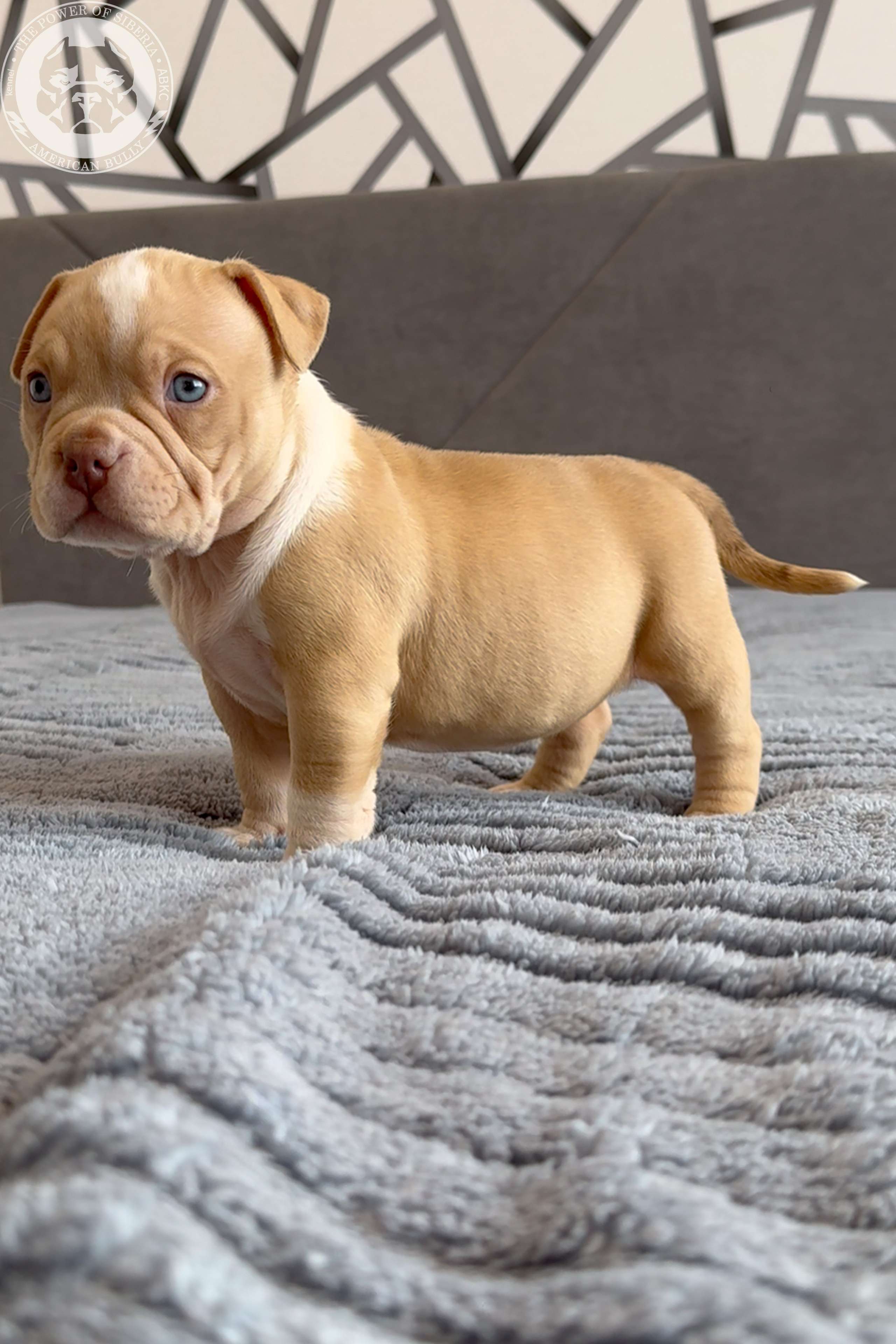 Свободные щенки Американский Булли, в типах покет, классик, стандарт. Американский Булли в г. Ростов-на-Дону. Питомник THE POWER OF SIBERIA