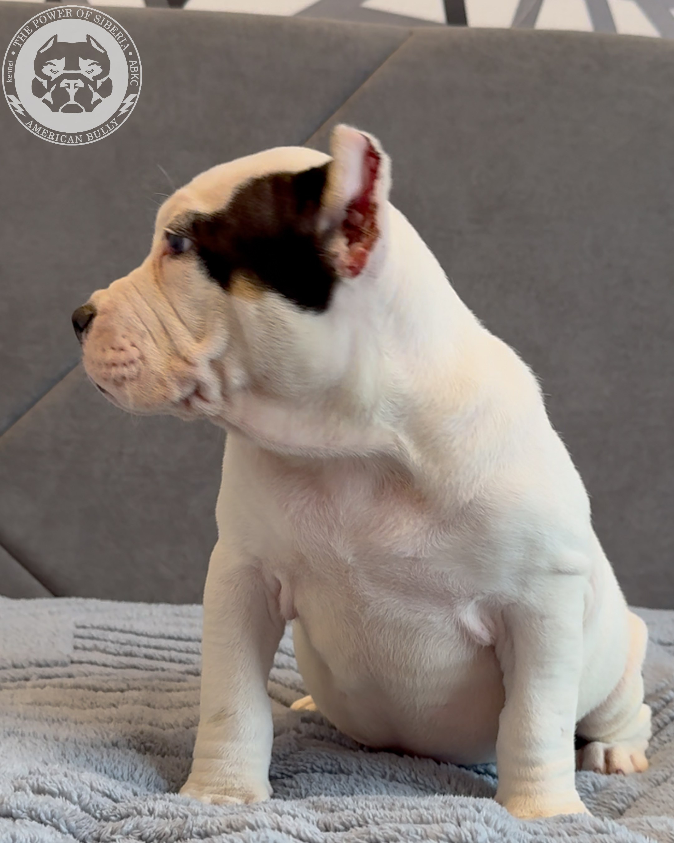 Свободные щенки Американский Булли стандарт и Свободные щенки Американский Булли классик. Американский Булли в г. Ростов-на-Дону. Питомник THE POWER OF SIBERIA