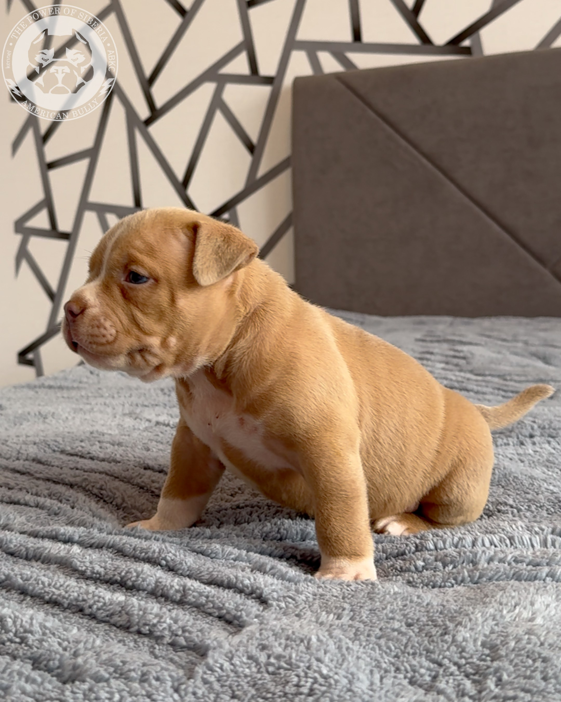 21.02.26-Мила-Турук. Американский Булли в г. Ростов-на-Дону. Питомник THE POWER OF SIBERIA