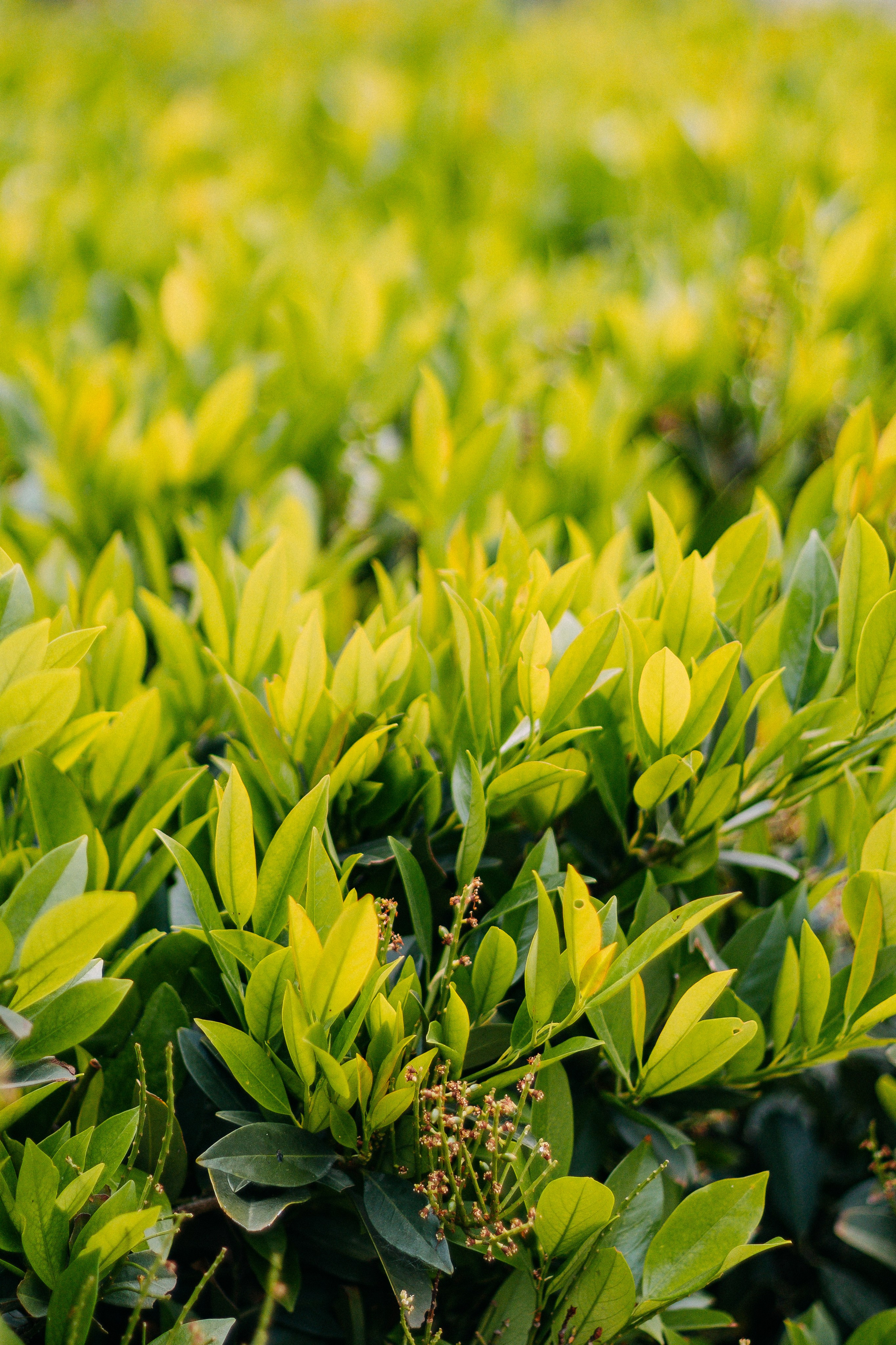 Будапешт. Аня Степанова