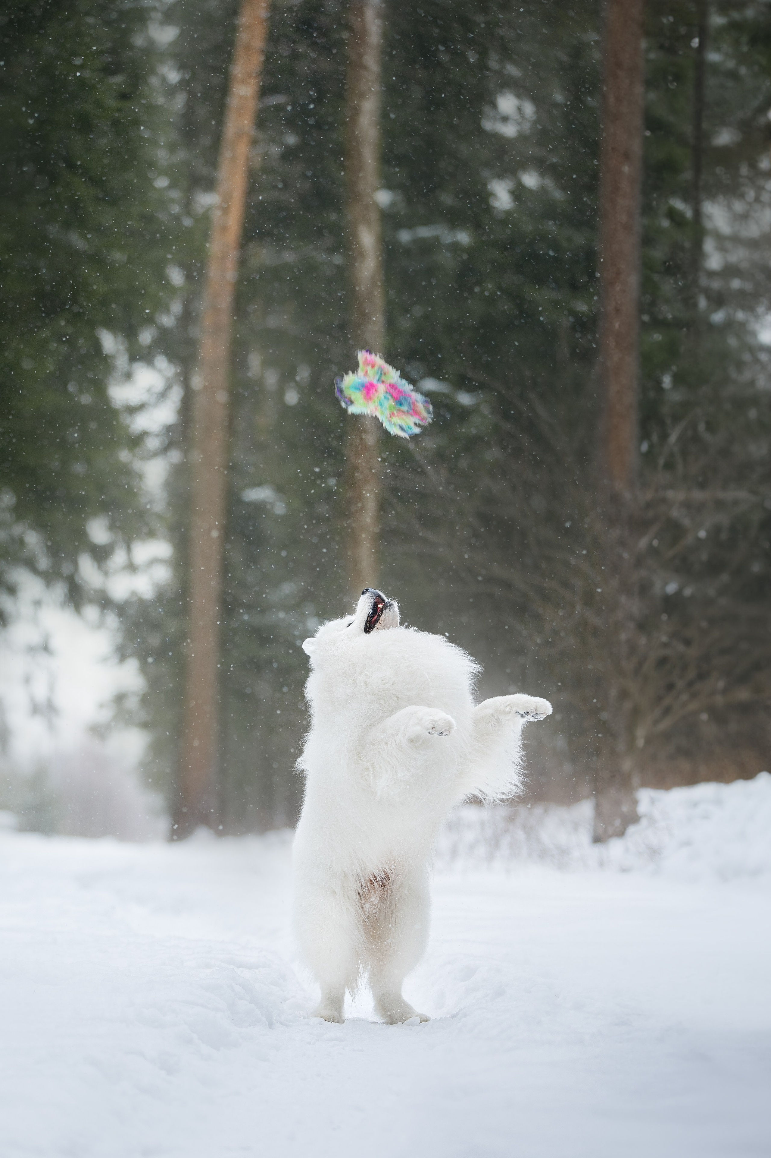 Самоедские мальчишки. Фотограф анималист в Москве Майорова Евгения