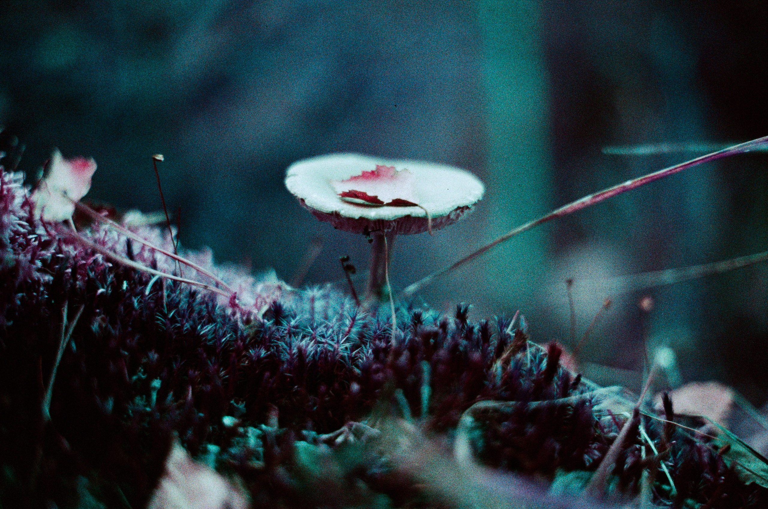 Purple overdose III. EVER EXPOSED