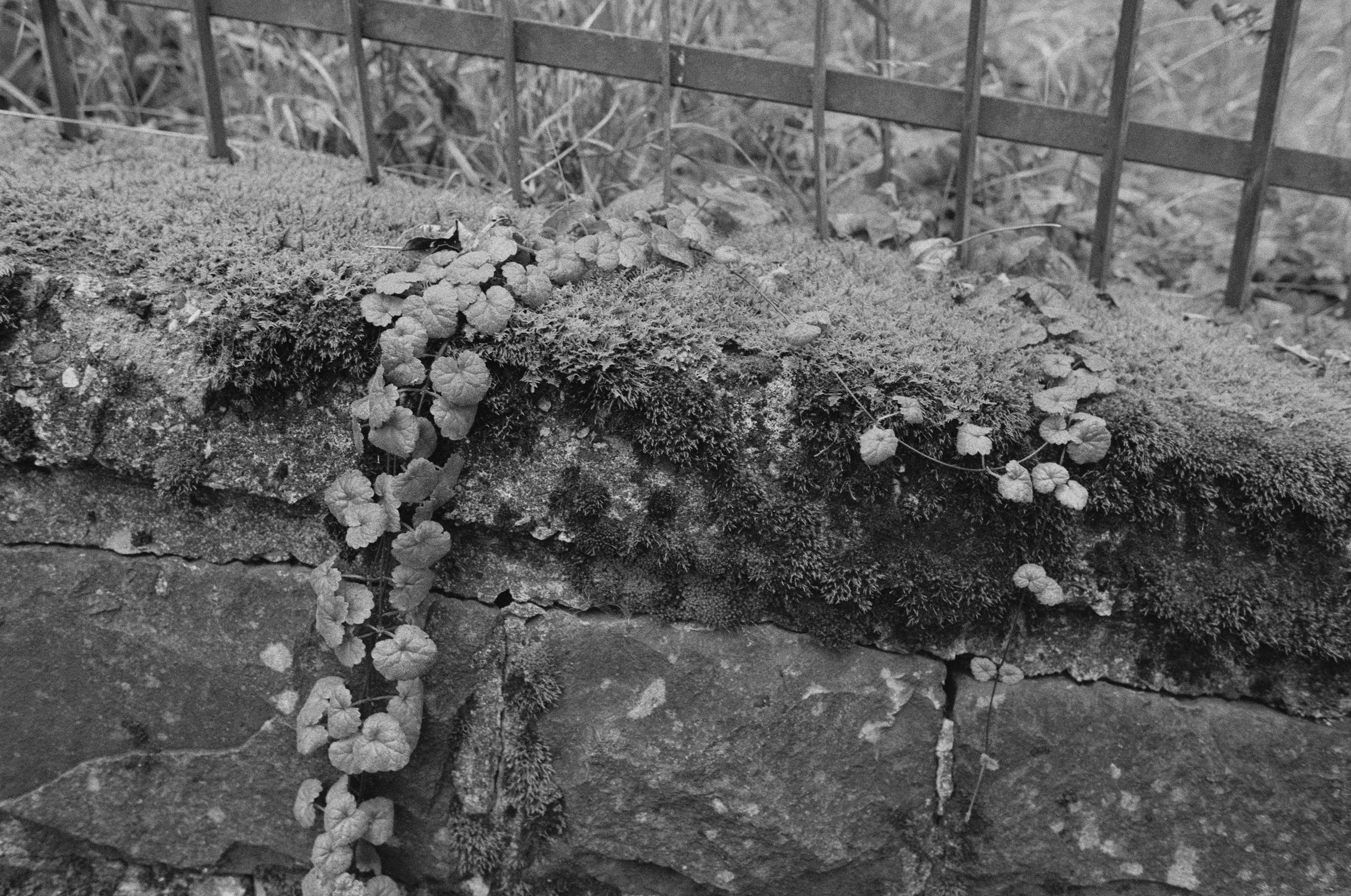 Are you coming // italy, rocca pietore. EVER EXPOSED