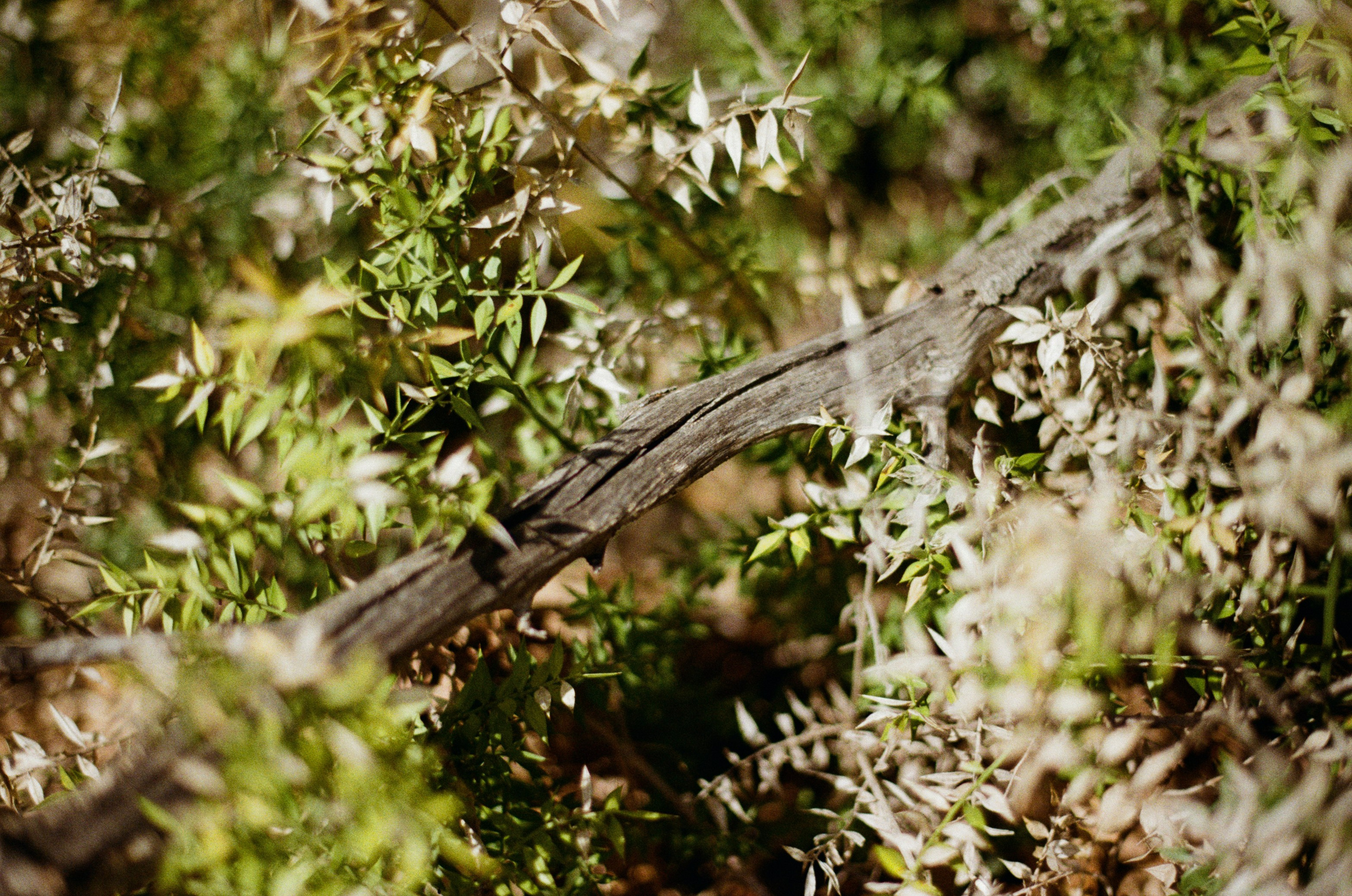 Silver strings // ukraine, crimea II. EVER EXPOSED