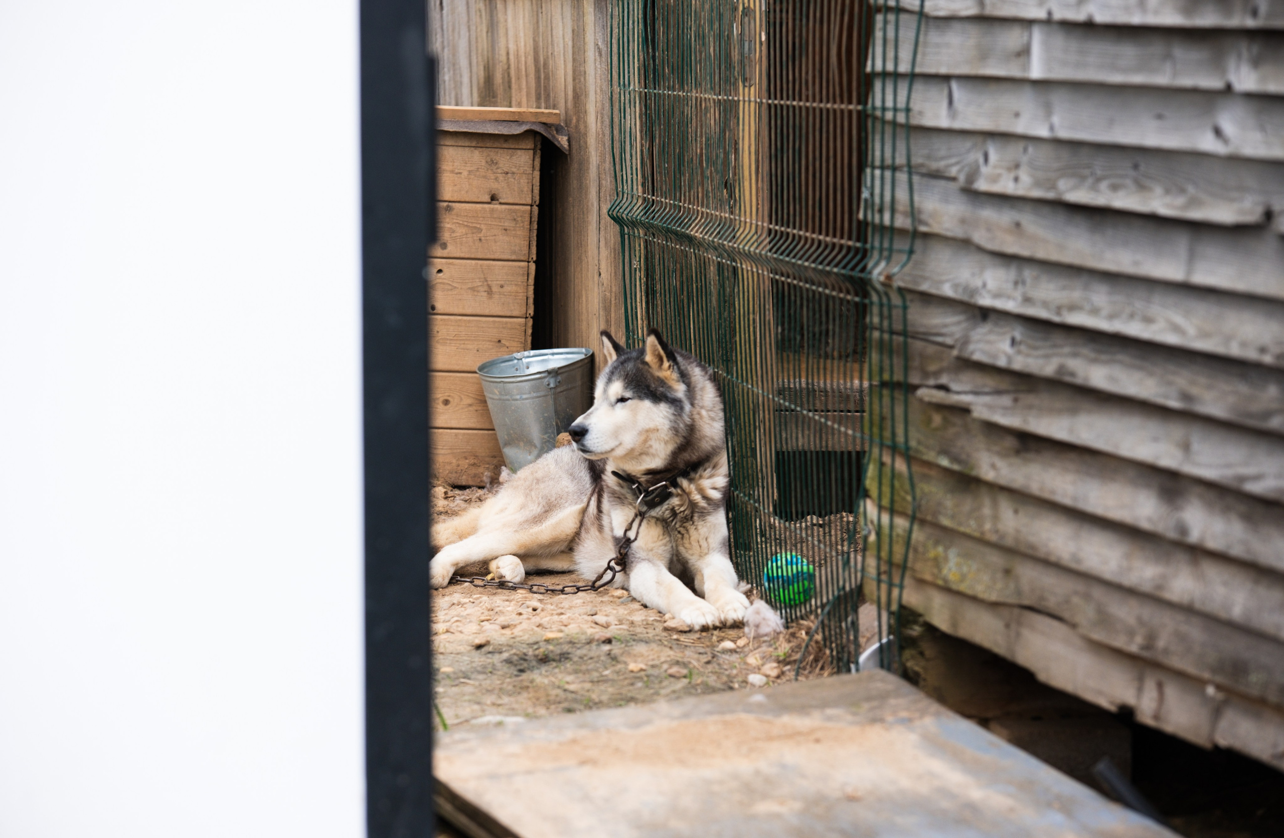 Приют Хаски. KRUTOVA_фотографирую жизнь
