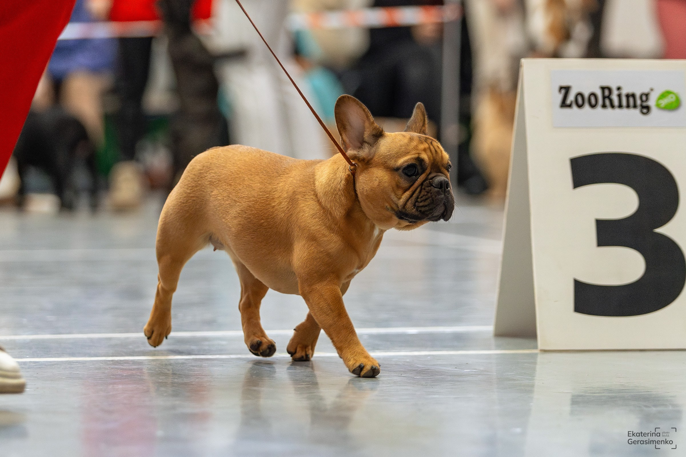 23 ноября 2024, Выставка РКФ, г. Пермь. Htykk_photo