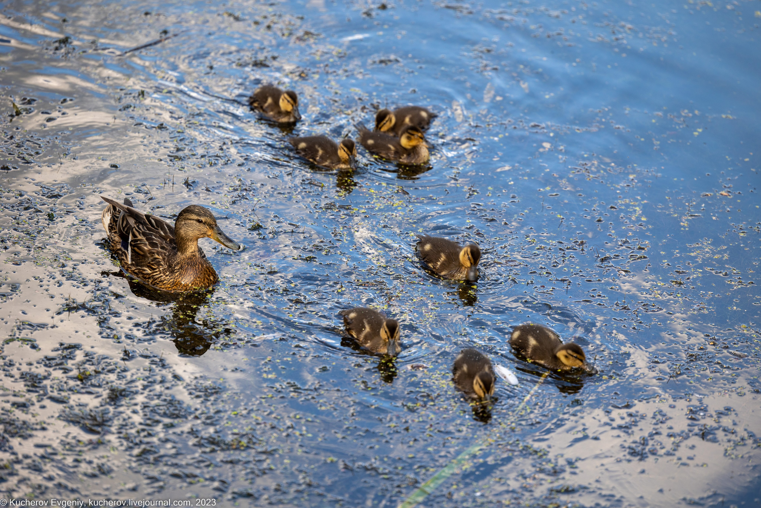 Животные. Кучеров Евгений. Фотограф
