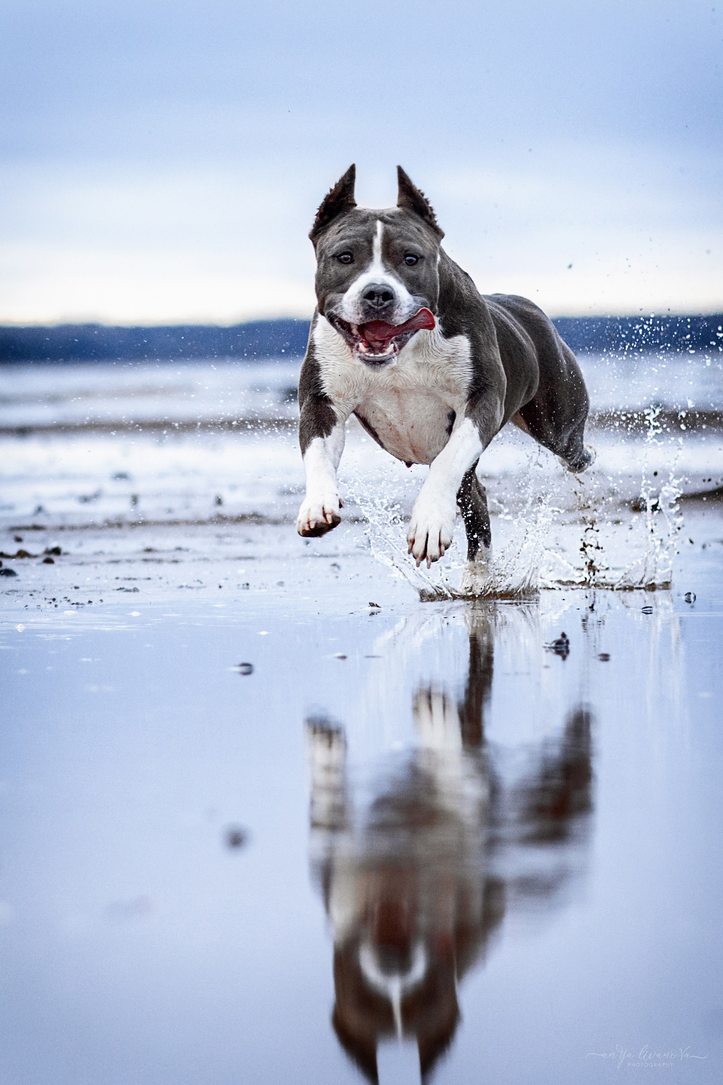 Деля. Фотограф анималист Аня Ливанова | Рыбинск