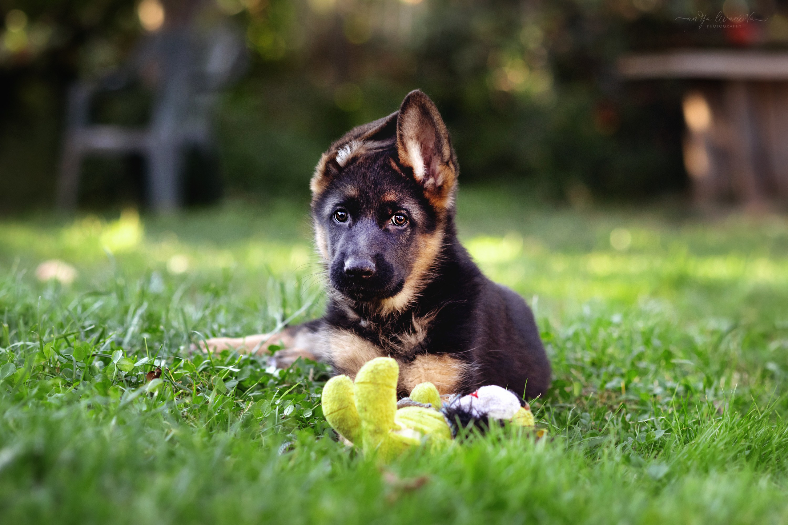 Овчарята. Фотограф анималист Аня Ливанова | Рыбинск